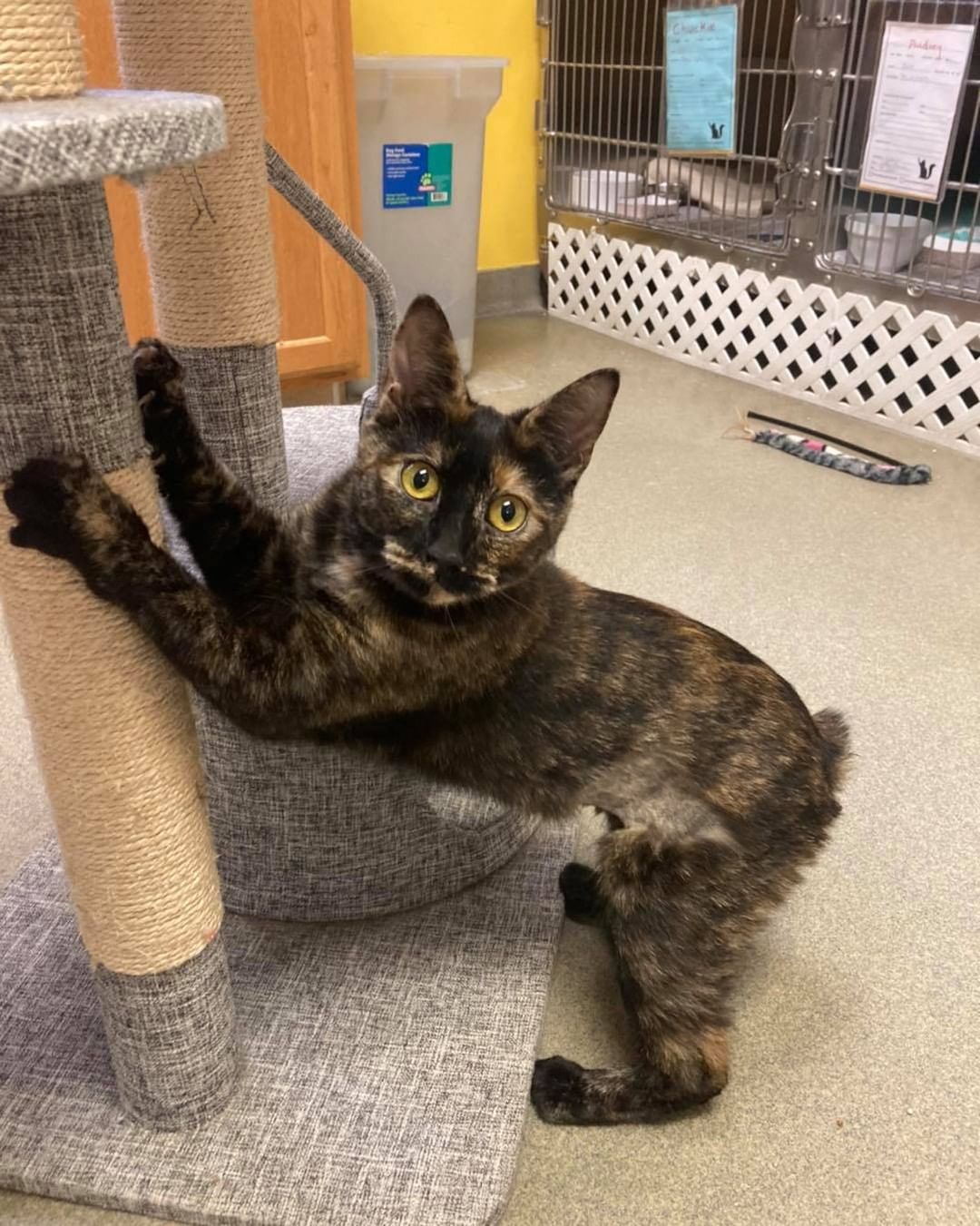 We have immediate openings for a cat cage cleaner for our cats at Petsmart in Seabrook NH. If you’re interested in helping, reach out to our volunteer coordinator at volunteer@manchesteranimalshelter.org