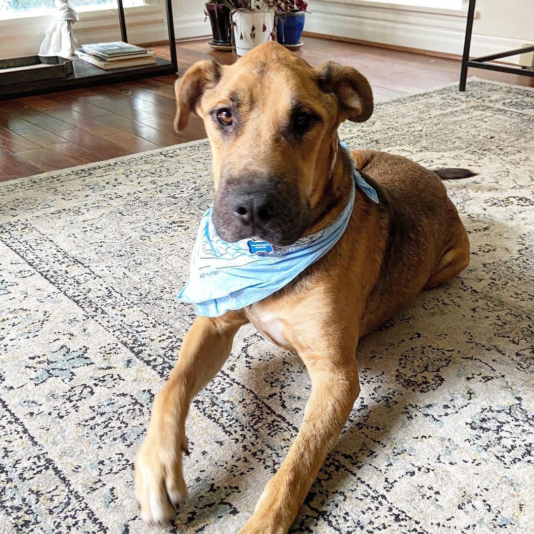 Halloween Vibes brought to y’all by sweet angel boy, Rocky.

We literally cannot believe this love bug is still looking for his forever human/s.

For any of our new followers, Rocky was saved from the streets of Mexico and is approximately 5 years old.

He is an Ehrlichiosis survivor which is a bacterial disease caused by ticks. 

He has chronic distemper myoclonus, causing constant contractions of the jaw leading to gum recession and bone loss. 

@realgoodrescue has exhausted all medical options with multiple vets and specialists. Unfortunately, Rocky is medically not able to undergo anesthesia for oral surgery.

Despite all of this, Rocky is an incredibly happy boy. 

Looking for a long term foster (@realgoodrescue covers all costs) or a forever home for this boy to let him sunbathe and receive all the love that he deserves.

Please share to help Rocky find his human/s.

If you/ someone you know would like to open your home to this sweet boy, please DM @terahgisolo or @realgoodrescue or email terah@realgood.dog 

Thank you in advance for spreading the good word to help this sweet boy in need.

Thank you to @breeking29 and @thecrateescape_ca for providing a temporary foster home for Rocky.

<a target='_blank' href='https://www.instagram.com/explore/tags/RealGoodRescue/'>#RealGoodRescue</a> <a target='_blank' href='https://www.instagram.com/explore/tags/RealGoodGang/'>#RealGoodGang</a> <a target='_blank' href='https://www.instagram.com/explore/tags/HappyHalloween/'>#HappyHalloween</a>