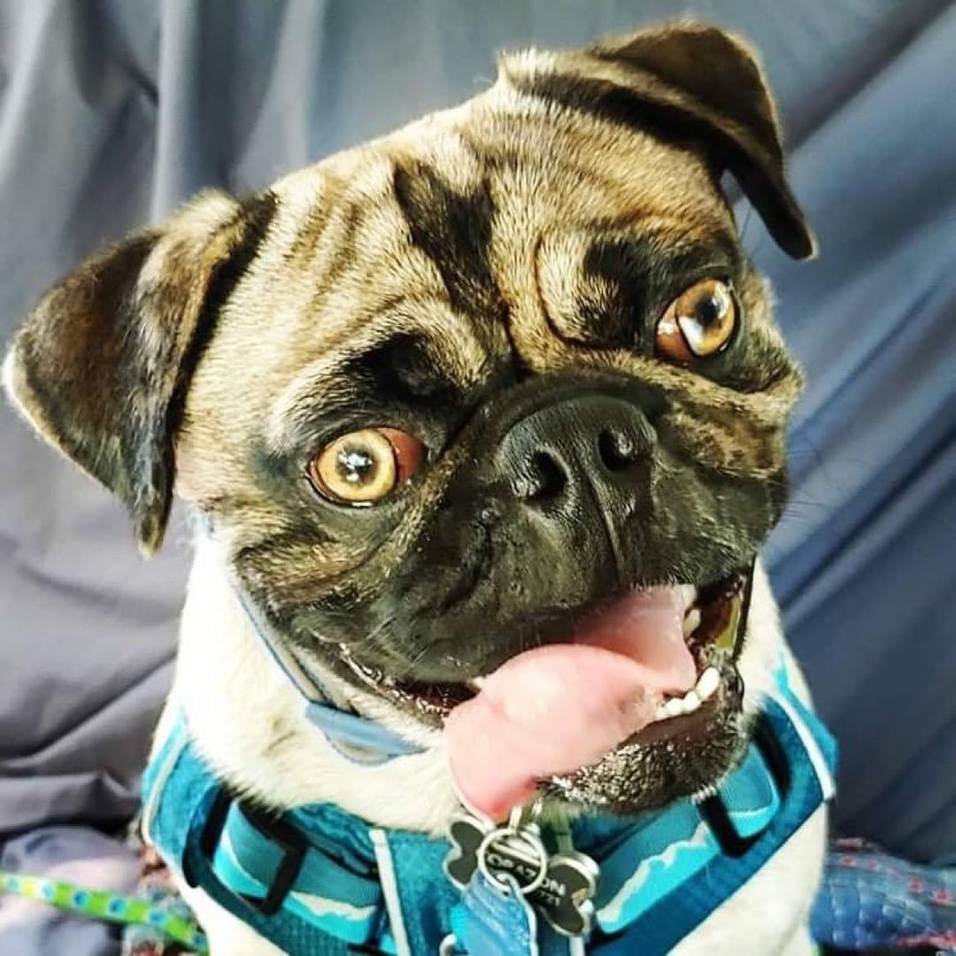 Corazon aka Corey is available for adoption! 1 year old neutered brindle male seeks active family with patience, energy, time, energy, commitment, energy and energy to keep up with his needs. He needs reinforcement with manners and would prefer to be in a home with older children. He needs lots of exercise and a fenced in yard. Don’t just fall in love with a handsome mug, check out his complete bio on our page and you are the one, fill out the application. Link in bio. <a target='_blank' href='https://www.instagram.com/explore/tags/adoptdontshop/'>#adoptdontshop</a> <a target='_blank' href='https://www.instagram.com/explore/tags/corazon/'>#corazon</a> <a target='_blank' href='https://www.instagram.com/explore/tags/brindlepugsofinstagram/'>#brindlepugsofinstagram</a> <a target='_blank' href='https://www.instagram.com/explore/tags/adoptablepug/'>#adoptablepug</a> <a target='_blank' href='https://www.instagram.com/explore/tags/pugrescueofnewengland/'>#pugrescueofnewengland</a>