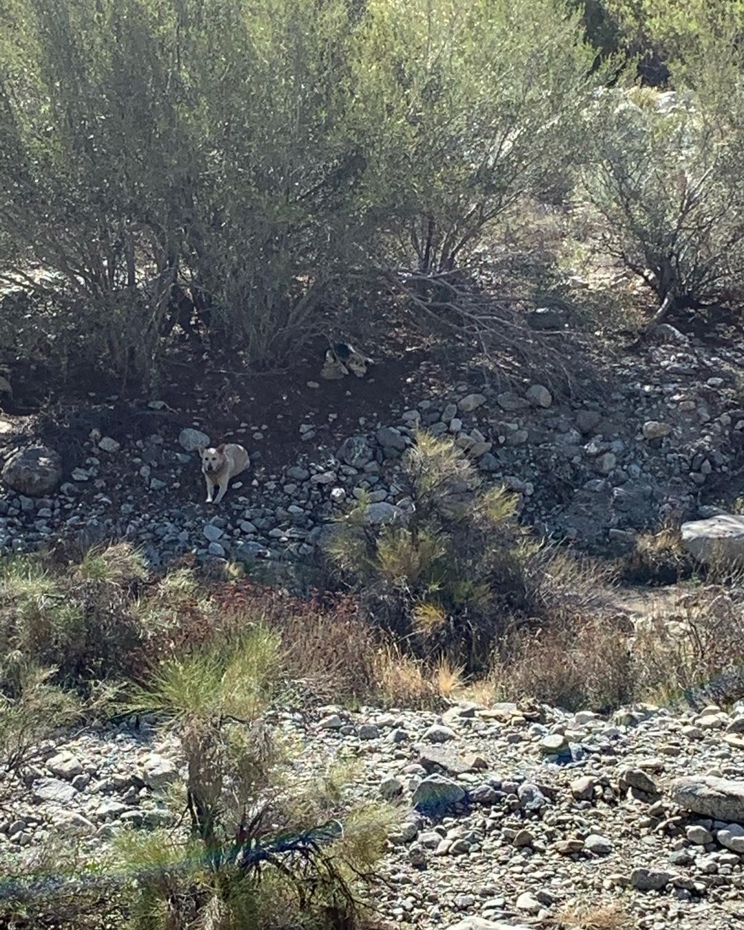 Thank you @dreamfetchers_project_rescue for assisting in rescuing these two beautiful boys 😍 

These poor dogs were dumped and have managed to survive for 6 weeks in the San Bernardino mountains with no shelter and no consistent food. 🥺 Luckily someone in the area noticed them and helped keep them alive by leaving food out. 🐾🐾🦴

This story isn’t new to the area. Unfortunately we were told that dogs and cats get abandoned here often. I’m addition to having no food or water these animals have to battle the temperatures, terrain and dangerous animals like mountain lions and rattlesnakes. 🐍🐆 If these lucky boys had been much smaller their chances of survival go down drastically. 

We were able to locate and save both dogs yesterday!! 🎉

Now they can be safe, rest and recover. We’ll be looking for forever homes for them soon but they are available for fostering ❣️😍
In the meantime, we’ll have to house them, have them trained and give them medical care. The boarding alone is $1,500 per dog per month.  Any and all help is very appreciated and goes straight to the care of these boys. Link to donate is in our bio or you can find us on Venmo @bigloveanimalrescue (last digits are 2202) 🙏🏼♥️🐶🐶🩺🏘 
  We also need your help naming them 😉  They are big, beautiful and sweet. They love kisses and of course each other.  Let us know in the comments what you think we should name these too survivors ♥️