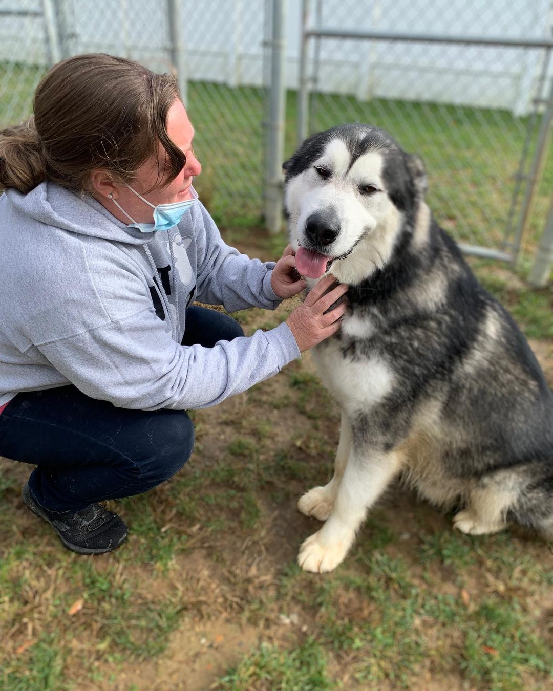 Welcome adorable Zander to CHAAMP ❤️ Zander is approximately three years old and was a staff favorite at the shelter. The shelter, like so many others, were filling up fast and out of space. Thank you Steve for transporting him and getting him to us safely and to the shelter for reaching out to us and for taking good care of him. Stay tuned while we get to know more about this sweet goofy guy ❤️ <a target='_blank' href='https://www.instagram.com/explore/tags/chaampmalamutes/'>#chaampmalamutes</a>