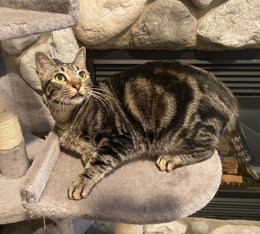 🐈🐈‍⬛🐈 MEET MYLO! 🐈🐈‍⬛🐈

🐾 Mylo is a total beefcake and he knows it! 
🐾 He is a champ at requesting love and attention—He’ll even jump to meet your hand!
🐾 He’s skilled at chasing the laser pointer 🔦
🐾 Mylo is incredibly affectionate and sweet, but he is highly cat-selective. He would love a home where him and his people could be together as much as possible. He’s a real Velcro-kitty! 

If you are interested in adopting this pet, please head to www.pettalesrescue.com and fill out an application ✍🏼