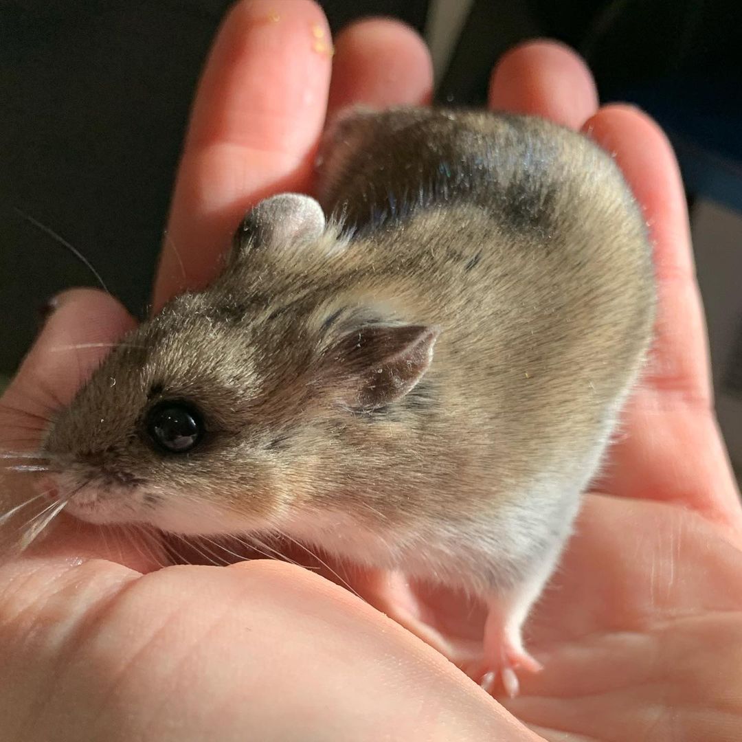 🎩🐹He’s So Fancy, You Already Know…🐹🎩

Introducing Mr. Christian Dior, the bougiest hamster you’ve ever met. This little guy is only six months old but he is incredibly gentle and enjoys being held. He also loves his luxury 🚘 Rolls-Royce 🚘of exercise balls — it takes him a few minutes to get int the groove, but once he is it’s full steam ahead! If you’ve ever wanted to add an easy-going, chill pet to your life, this is the boy for you!

Mr. Christian Dior comes with his luxury hand-crafted condo, his exercise ball, other assorted toys and bowls, and whatever food we have left over when you adopt him! 

💌: shelter@ochsms.org
☎️: 662-338-9093
🖥: www.ochsms.org/adopt

<a target='_blank' href='https://www.instagram.com/explore/tags/hampster/'>#hampster</a> <a target='_blank' href='https://www.instagram.com/explore/tags/hampstersofinstagram/'>#hampstersofinstagram</a> <a target='_blank' href='https://www.instagram.com/explore/tags/hampsteradoption/'>#hampsteradoption</a> <a target='_blank' href='https://www.instagram.com/explore/tags/ochs/'>#ochs</a> <a target='_blank' href='https://www.instagram.com/explore/tags/adoptdontshop/'>#adoptdontshop</a> <a target='_blank' href='https://www.instagram.com/explore/tags/animalrescue/'>#animalrescue</a> <a target='_blank' href='https://www.instagram.com/explore/tags/spayandneuter/'>#spayandneuter</a> <a target='_blank' href='https://www.instagram.com/explore/tags/adoptables/'>#adoptables</a> <a target='_blank' href='https://www.instagram.com/explore/tags/humanesociety/'>#humanesociety</a> <a target='_blank' href='https://www.instagram.com/explore/tags/animalwelfare/'>#animalwelfare</a> <a target='_blank' href='https://www.instagram.com/explore/tags/fosteringsaveslives/'>#fosteringsaveslives</a> <a target='_blank' href='https://www.instagram.com/explore/tags/whywerescue/'>#whywerescue</a> <a target='_blank' href='https://www.instagram.com/explore/tags/adoptezmoi/'>#adoptezmoi</a> <a target='_blank' href='https://www.instagram.com/explore/tags/adoptme/'>#adoptme</a> <a target='_blank' href='https://www.instagram.com/explore/tags/starkville/'>#starkville</a> <a target='_blank' href='https://www.instagram.com/explore/tags/starkvillems/'>#starkvillems</a> <a target='_blank' href='https://www.instagram.com/explore/tags/mspets/'>#mspets</a> <a target='_blank' href='https://www.instagram.com/explore/tags/petsofinstagram/'>#petsofinstagram</a> <a target='_blank' href='https://www.instagram.com/explore/tags/furreverhome/'>#furreverhome</a> <a target='_blank' href='https://www.instagram.com/explore/tags/rescuelove/'>#rescuelove</a>