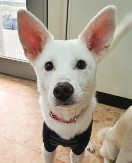 IN SEARCH OF FOREVER HOME 🏘️💕 

We promise Harvey is a dog and not a poorly disguised  bunny. He is a 7 month old Jindo mix (weighing 8kg/17lb) who was born after his mom was rescued from an abusive owner.

Harvey currently lives at our partner boarding house and has typical puppy qualities. He is energetic and love to play with people and other dogs with a happy go lucky personality.

However, Harvey is still a puppy and the shelter is the only life he's known. As a result, his adopter should understand that it might take him some time to adjust to the great big world, which can include being familiar with his leash and harness, and being outside.

His ideal home is with a family who are committed to continuing socializing him with people and other dogs. A household where someone can be home to spend with him for the majority of the day is ideal, as he is still young.

To apply or learn more:  https://www.freekoreandogs.org/adopt/harvey/
.
.
.
.
.
.
.
.
.
<a target='_blank' href='https://www.instagram.com/explore/tags/freekoreandogs/'>#freekoreandogs</a> <a target='_blank' href='https://www.instagram.com/explore/tags/adoptdontshop/'>#adoptdontshop</a> <a target='_blank' href='https://www.instagram.com/explore/tags/rescuedog/'>#rescuedog</a> <a target='_blank' href='https://www.instagram.com/explore/tags/rescuedogs/'>#rescuedogs</a> <a target='_blank' href='https://www.instagram.com/explore/tags/rescuedismyfavoritebreed/'>#rescuedismyfavoritebreed</a> <a target='_blank' href='https://www.instagram.com/explore/tags/rescuedogsofig/'>#rescuedogsofig</a> <a target='_blank' href='https://www.instagram.com/explore/tags/rescuedogsofinstagram/'>#rescuedogsofinstagram</a> <a target='_blank' href='https://www.instagram.com/explore/tags/adoptionsaveslives/'>#adoptionsaveslives</a> <a target='_blank' href='https://www.instagram.com/explore/tags/adoptme/'>#adoptme</a> <a target='_blank' href='https://www.instagram.com/explore/tags/adoptable/'>#adoptable</a> <a target='_blank' href='https://www.instagram.com/explore/tags/adoptables/'>#adoptables</a> <a target='_blank' href='https://www.instagram.com/explore/tags/dogadoption/'>#dogadoption</a> <a target='_blank' href='https://www.instagram.com/explore/tags/takemehome/'>#takemehome</a> <a target='_blank' href='https://www.instagram.com/explore/tags/dogrescue/'>#dogrescue</a>  <a target='_blank' href='https://www.instagram.com/explore/tags/fureverhome/'>#fureverhome</a> <a target='_blank' href='https://www.instagram.com/explore/tags/fureverfamily/'>#fureverfamily</a> <a target='_blank' href='https://www.instagram.com/explore/tags/lookingforahome/'>#lookingforahome</a> <a target='_blank' href='https://www.instagram.com/explore/tags/fureverhomeneeded/'>#fureverhomeneeded</a> <a target='_blank' href='https://www.instagram.com/explore/tags/dogadoption/'>#dogadoption</a> <a target='_blank' href='https://www.instagram.com/explore/tags/adoptionsaveslives/'>#adoptionsaveslives</a> <a target='_blank' href='https://www.instagram.com/explore/tags/koreanrescuedog/'>#koreanrescuedog</a> <a target='_blank' href='https://www.instagram.com/explore/tags/lookingforforeverhome/'>#lookingforforeverhome</a> <a target='_blank' href='https://www.instagram.com/explore/tags/jindo/'>#jindo</a> <a target='_blank' href='https://www.instagram.com/explore/tags/jindomix/'>#jindomix</a> <a target='_blank' href='https://www.instagram.com/explore/tags/torontodogs/'>#torontodogs</a> <a target='_blank' href='https://www.instagram.com/explore/tags/vancitydogs/'>#vancitydogs</a> <a target='_blank' href='https://www.instagram.com/explore/tags/seattledogs/'>#seattledogs</a>