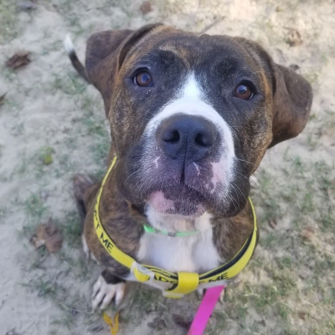 Fulton County Animal Services resident brindle sweetheart Luna recently got to spend the day with some wonderful new friends where she got to play in the trees and go for a quick dip (it was a little chilly to jump all the way in!).

Luna got along well with her new friends and a few new pups she met on the way and had more than enough cuddles to go around!

If you would like to learn more about Luna visit bit.ly/FCASLuna