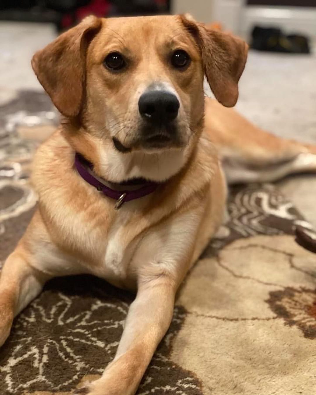 🌟 K I D  A P P R O V E D 🌟

So you’ve been searching for the perfect family dog? One who’s gentle and loving with little kids, house trained and just the right medium size? 🌟🌟🌟 We have your match! It’s Zara, this pretty lab mix who is hitting all the marks in her foster home. 

Zara is a 10 month old lab mix who’s 50lbs and loves everyone - kids, cats, dogs, adults- everyone. She has won the hearts of her foster home and we know she’ll make the best forever pup for another lucky family! Here’s what her foster mom has to say:

“Zara is pretty awesome. She would do amazing in a house with small kids as she relishes all sorts of attention.  She is the kind of dog who would endure a little girl dressing her up like a princess, or she’d play hide and seek in the yard, she would also be the kind of dog to sit under a highchair and hope for scraps.

She loves kids! Loves them! In fact, when she hears a little giggle she will drag you to the ends of the earth to get to the source. She knows that kids play and that’s all she wants to do.  She loves toys, other dogs, and cats too. She’s housebroken and still very young at only 10 months old.  Zara dislikes baths but was perfectly happy playing in the rain when it was muddy. She is still learning to stay off the furniture and not beg for food, so some of her house manners could use a little work but she is well-adjusted and happy, with a tail that constantly wags. My son described her as the perfect “fun sized” dog.  Not like a big candy bar or a mini… but that perfect size in the middle, the “fun size”. “

We love that description! Fun-size, kid-approved Zara is ready to make your life a little brighter! Apply for her today at https://www.shelterluv.com/matchme/adopt/HTH/Dog

<a target='_blank' href='https://www.instagram.com/explore/tags/adoptme/'>#adoptme</a> <a target='_blank' href='https://www.instagram.com/explore/tags/rescuedog/'>#rescuedog</a> <a target='_blank' href='https://www.instagram.com/explore/tags/labmix/'>#labmix</a> <a target='_blank' href='https://www.instagram.com/explore/tags/funsize/'>#funsize</a> <a target='_blank' href='https://www.instagram.com/explore/tags/dogsofstl/'>#dogsofstl</a> <a target='_blank' href='https://www.instagram.com/explore/tags/familydog/'>#familydog</a> <a target='_blank' href='https://www.instagram.com/explore/tags/kidapproved/'>#kidapproved</a> <a target='_blank' href='https://www.instagram.com/explore/tags/catfriendly/'>#catfriendly</a> <a target='_blank' href='https://www.instagram.com/explore/tags/goodgirl/'>#goodgirl</a> <a target='_blank' href='https://www.instagram.com/explore/tags/dogsofstlouis/'>#dogsofstlouis</a> <a target='_blank' href='https://www.instagram.com/explore/tags/adoptdontshop/'>#adoptdontshop</a> <a target='_blank' href='https://www.instagram.com/explore/tags/fosteringsaveslives/'>#fosteringsaveslives</a> <a target='_blank' href='https://www.instagram.com/explore/tags/love/'>#love</a> <a target='_blank' href='https://www.instagram.com/explore/tags/yellowlab/'>#yellowlab</a>