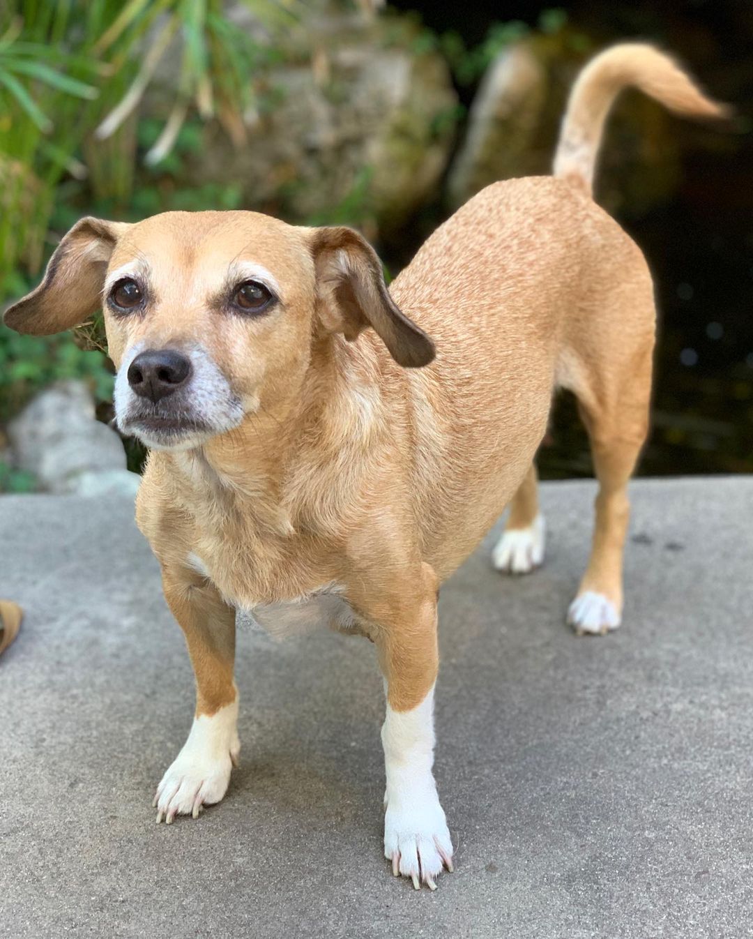 Our lovely mama Cora is available for adoption❣️ 
Now that all 5 of Cora’s pups are weaned and out of the house she’s ready to find her forever home too!  We took Cora just 1 day before she gave birth. She went from insecure and hiding under the couch to laying on top of the backrest so everyone can see her. 🐾🥰 

She is a calm and sweet soul. When she’s not basking in the rays of sun, she loves to lay close and snooze. 💤🐕

One look into those brown eyes and you’ll fall in love ♥️

 Her teeth, eyes and slightly greying snout tell us she’s probably around 7/8 years old. Cora is a petite girl at 16lbs and we’re thinking could be a mix of dachshund/beagle/corgi/chihuahua 😍