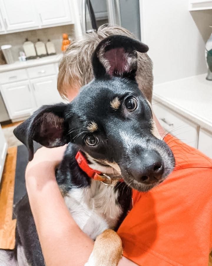 ❣️❣️Jessie update❣️❣️

Okayyyyyy, so we I are absolutely baffled as to why this girl has not gotten a bajillion applications! Only 22 pounds – people are always looking for small breeds and her foster DNA tested her and what a cool mix!! (Pics included!) Also… EARS!! 😍😍😍 Apply here!! https://releashatlanta.com/dog/1491