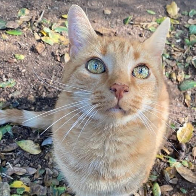 I AM STILL LOOKING for a new family - SPREAD THE WORD. Here is my profile:
Hi, I’m  Thomas and you know what they say about us ginger cats...we're AWESOME! I'm your typical love bug and want your attention when you're willing to give it to me. I'm also a pretty mellow guy at 11 years young. I'm used to living with older adults so I'm not into active sports or long work days, rather quiet evenings maybe a card game here and there or late night movies are more my lifestyle. If this is what you're looking for then please contact Christine. I'm really looking forward to a warm lap to snuggle on... cmorrisfkchs@gmail.com or 916-365-2465
.
.
.
.
.
.
.
<a target='_blank' href='https://www.instagram.com/explore/tags/nonprofitorganization/'>#nonprofitorganization</a> <a target='_blank' href='https://www.instagram.com/explore/tags/fatkittycity/'>#fatkittycity</a> <a target='_blank' href='https://www.instagram.com/explore/tags/fatkittycitysanctuary/'>#fatkittycitysanctuary</a> <a target='_blank' href='https://www.instagram.com/explore/tags/orangecats/'>#orangecats</a> <a target='_blank' href='https://www.instagram.com/explore/tags/rescuecatsofinstagram/'>#rescuecatsofinstagram</a> <a target='_blank' href='https://www.instagram.com/explore/tags/rescuecatsrule/'>#rescuecatsrule</a> <a target='_blank' href='https://www.instagram.com/explore/tags/fatkittycitysanctuary/'>#fatkittycitysanctuary</a> <a target='_blank' href='https://www.instagram.com/explore/tags/greeneyes/'>#greeneyes</a> <a target='_blank' href='https://www.instagram.com/explore/tags/rescuecat/'>#rescuecat</a> <a target='_blank' href='https://www.instagram.com/explore/tags/adoptcats/'>#adoptcats</a> <a target='_blank' href='https://www.instagram.com/explore/tags/kotek/'>#kotek</a> <a target='_blank' href='https://www.instagram.com/explore/tags/petlover/'>#petlover</a> <a target='_blank' href='https://www.instagram.com/explore/tags/beautifulkitty/'>#beautifulkitty</a> <a target='_blank' href='https://www.instagram.com/explore/tags/felineeyes/'>#felineeyes</a> <a target='_blank' href='https://www.instagram.com/explore/tags/beautifulcat/'>#beautifulcat</a> <a target='_blank' href='https://www.instagram.com/explore/tags/meowmeow/'>#meowmeow</a> <a target='_blank' href='https://www.instagram.com/explore/tags/sanctuarycats/'>#sanctuarycats</a> <a target='_blank' href='https://www.instagram.com/explore/tags/rescuekitties/'>#rescuekitties</a> <a target='_blank' href='https://www.instagram.com/explore/tags/eldoradohillsca/'>#eldoradohillsca</a> <a target='_blank' href='https://www.instagram.com/explore/tags/folsomcats/'>#folsomcats</a> <a target='_blank' href='https://www.instagram.com/explore/tags/sacramentocats/'>#sacramentocats</a> <a target='_blank' href='https://www.instagram.com/explore/tags/orangetabby/'>#orangetabby</a>