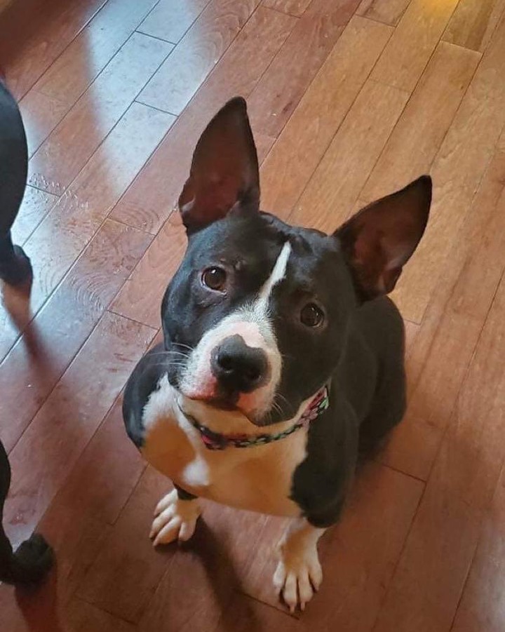 ❤️!!FOSTER NEEDED!!❤️
Stella is in need of a foster home with a fenced yard and other dogs to play with… She is your typical pint-size bully who loves attention, loves everyone she meets but also enjoys cuddling and hanging out!

She is doing fine in her current foster home but her play style is just a little bit much for the other dogs in the home!  She is crate trained and leash trained and would make a great addition to any family!

👉https://www.shelterluv.com/matchme/adopt/LKR/Dog