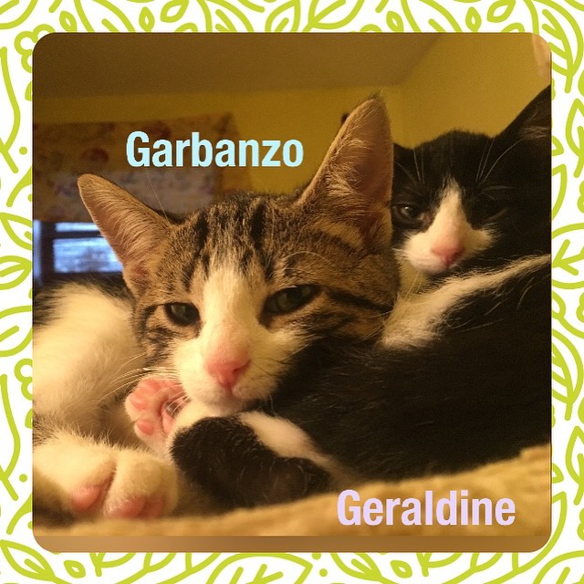 *FOSTER KITTENS, RETURNING TO SHELTER 11/4*
14-week-old Garbanzo, Geraldine, Gelato, and Giada have made wonderful progress during their time in their foster home. At first, all 4 of them were very scared to be picked up or handled in any way. They quickly learned to trust and they all developed at their own pace, and they are ready to return to the shelter. They are now old enough to be spayed and after that, they should be ready to head home! All 4 of them allow their foster mom to hold them for extended periods of time and give them lots of kisses. Some are more outgoing than others, and some are still a little shy and need to let you make the first move. But all 4 of them purr like crazy in their foster mom’s arms and often fall asleep while being held like a baby! They play hard and sleep hard, as kittens at this age tend to do. They will bring so much joy, fun, and love into whichever families open their hearts and homes to them. Please SHARE to help these 4 brave blessings find their forever homes. 

TO START THE ADOPTION PROCESS: 
Please print an adoption application at wvhumane.org/forms-and-downloads and return to us at warwickhumane@yahoo.com or by fax
845-987-8995