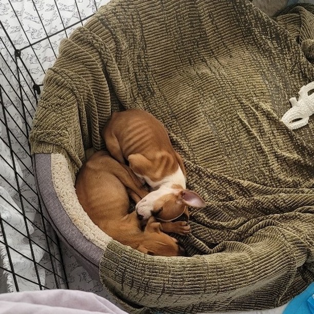 Alex (AKA Alexandra) & Sam (AKA Samantha) have been recovering from a nasty case of Parvovirus. 🦠️️ They've recently been discharged from emergency care and have been continuing to get better each day in their temporary foster home. 💗 

Once they've been cleared to venture out of isolation, their hind leg abnormalities can be fully evaluated. ♿️ For now, we just have to patiently wait for the virus to fully shed to ensure no other dogs are exposed. 

These darling little girls will eventually need to be placed into separate foster homes. ✌️ If you're interested in fostering, please fill out a screening form on our site here:  https://mettarescuefamily.org/foster
.
.
.
.
.
<a target='_blank' href='https://www.instagram.com/explore/tags/specialneedsrescue/'>#specialneedsrescue</a> <a target='_blank' href='https://www.instagram.com/explore/tags/disabledrescue/'>#disabledrescue</a> <a target='_blank' href='https://www.instagram.com/explore/tags/criticalcarerescue/'>#criticalcarerescue</a> <a target='_blank' href='https://www.instagram.com/explore/tags/urgentmedicalrescue/'>#urgentmedicalrescue</a> <a target='_blank' href='https://www.instagram.com/explore/tags/adopt/'>#adopt</a> <a target='_blank' href='https://www.instagram.com/explore/tags/foster/'>#foster</a> <a target='_blank' href='https://www.instagram.com/explore/tags/volunteer/'>#volunteer</a> <a target='_blank' href='https://www.instagram.com/explore/tags/donate/'>#donate</a> <a target='_blank' href='https://www.instagram.com/explore/tags/support/'>#support</a> <a target='_blank' href='https://www.instagram.com/explore/tags/share/'>#share</a> <a target='_blank' href='https://www.instagram.com/explore/tags/tag/'>#tag</a> <a target='_blank' href='https://www.instagram.com/explore/tags/501c3/'>#501c3</a> <a target='_blank' href='https://www.instagram.com/explore/tags/nonprofit/'>#nonprofit</a>  <a target='_blank' href='https://www.instagram.com/explore/tags/dogrescue/'>#dogrescue</a>  <a target='_blank' href='https://www.instagram.com/explore/tags/orlandodogrescue/'>#orlandodogrescue</a> <a target='_blank' href='https://www.instagram.com/explore/tags/rescuedog/'>#rescuedog</a> <a target='_blank' href='https://www.instagram.com/explore/tags/love/'>#love</a> <a target='_blank' href='https://www.instagram.com/explore/tags/rescue/'>#rescue</a>  <a target='_blank' href='https://www.instagram.com/explore/tags/family/'>#family</a> <a target='_blank' href='https://www.instagram.com/explore/tags/orlando/'>#orlando</a> <a target='_blank' href='https://www.instagram.com/explore/tags/orlandodogs/'>#orlandodogs</a> <a target='_blank' href='https://www.instagram.com/explore/tags/centralfloridarescue/'>#centralfloridarescue</a> <a target='_blank' href='https://www.instagram.com/explore/tags/allbreedrescue/'>#allbreedrescue</a> <a target='_blank' href='https://www.instagram.com/explore/tags/fosteringsaveslives/'>#fosteringsaveslives</a> <a target='_blank' href='https://www.instagram.com/explore/tags/dogsoforlando/'>#dogsoforlando</a>  <a target='_blank' href='https://www.instagram.com/explore/tags/fosters/'>#fosters</a> <a target='_blank' href='https://www.instagram.com/explore/tags/animallovers/'>#animallovers</a> <a target='_blank' href='https://www.instagram.com/explore/tags/fosterdog/'>#fosterdog</a> <a target='_blank' href='https://www.instagram.com/explore/tags/doglover/'>#doglover</a>