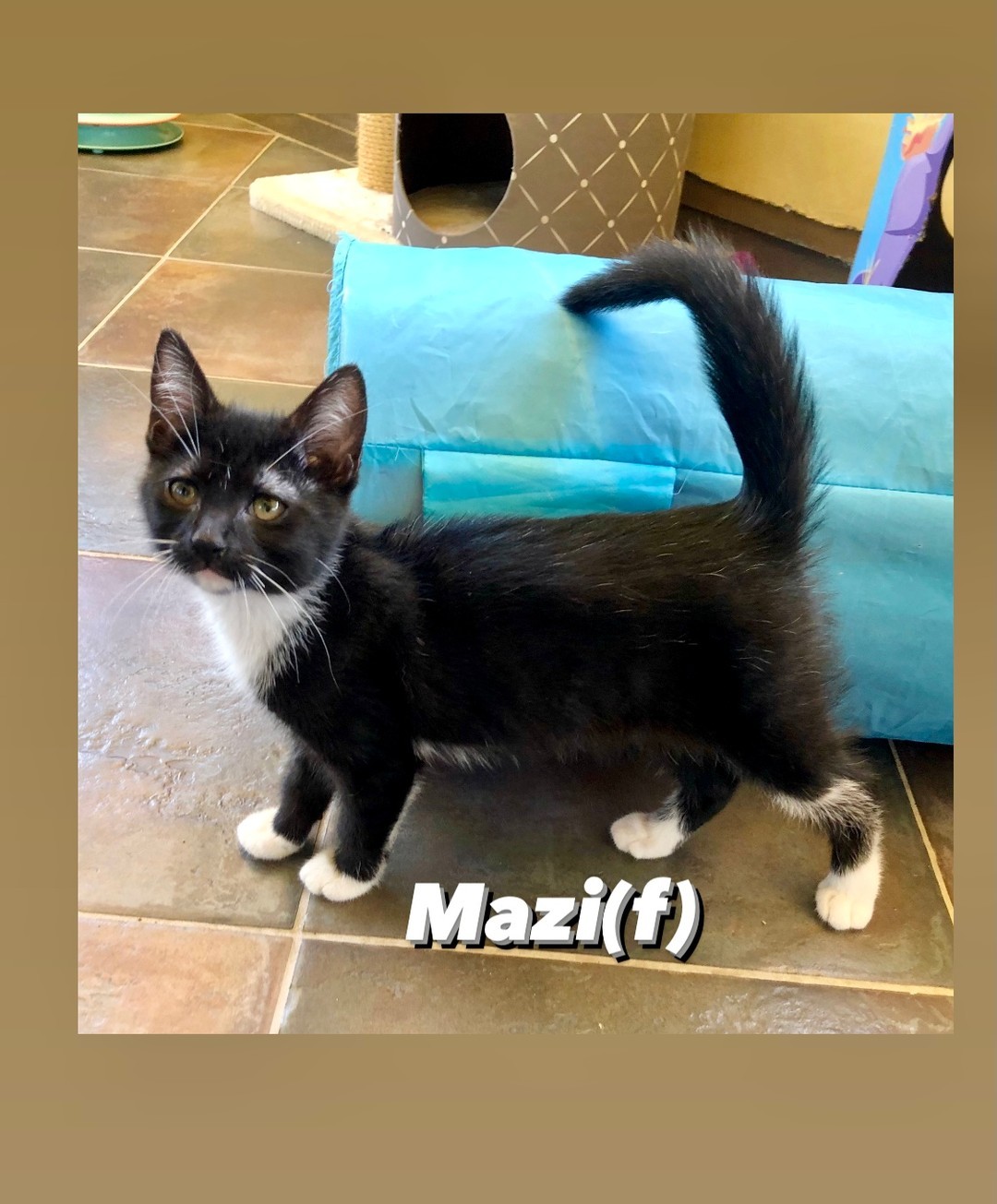 PET ADOPTION ALERT: Mazi is gorgeous DSH Black & white female tux kitten. Approx 4 months old, she’s friendly & playful. She’s spayed, Vaccinated, healthy, FIV neg. & microchipped. She’s hoping to be adopted with one of her litter mates. Apply at eastwoodranch.org https://www.eastwoodranch.org/adoptable-pets/pet-adoption-application/ <a target='_blank' href='https://www.instagram.com/explore/tags/adoptdonsthop/'>#adoptdonsthop</a> <a target='_blank' href='https://www.instagram.com/explore/tags/kittens/'>#kittens</a> <a target='_blank' href='https://www.instagram.com/explore/tags/furbabies/'>#furbabies</a>