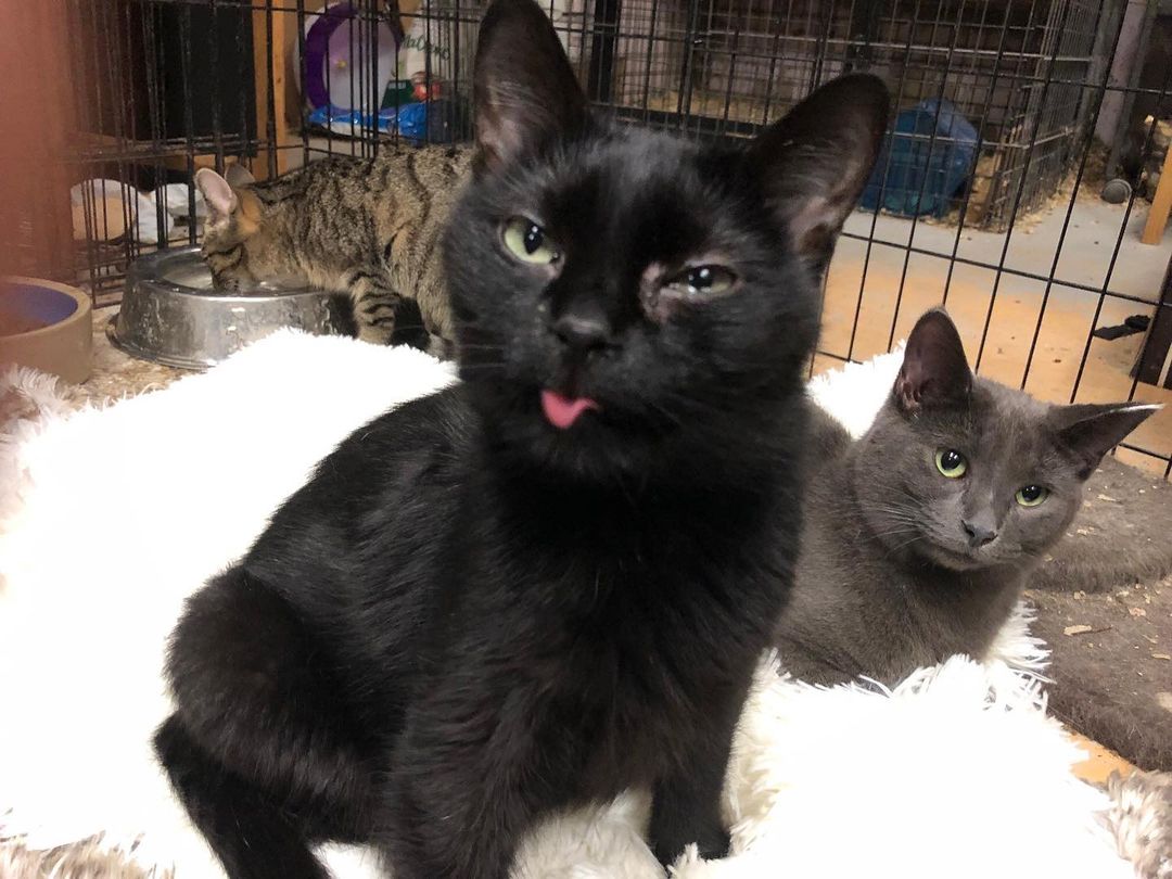 Happy Tongue Out Tuesday from Cece!
She doesn't always have that kind of attitude - she's actually very sweet!
Need some Cece in your life?
Apply online at compassionforpaws.ca