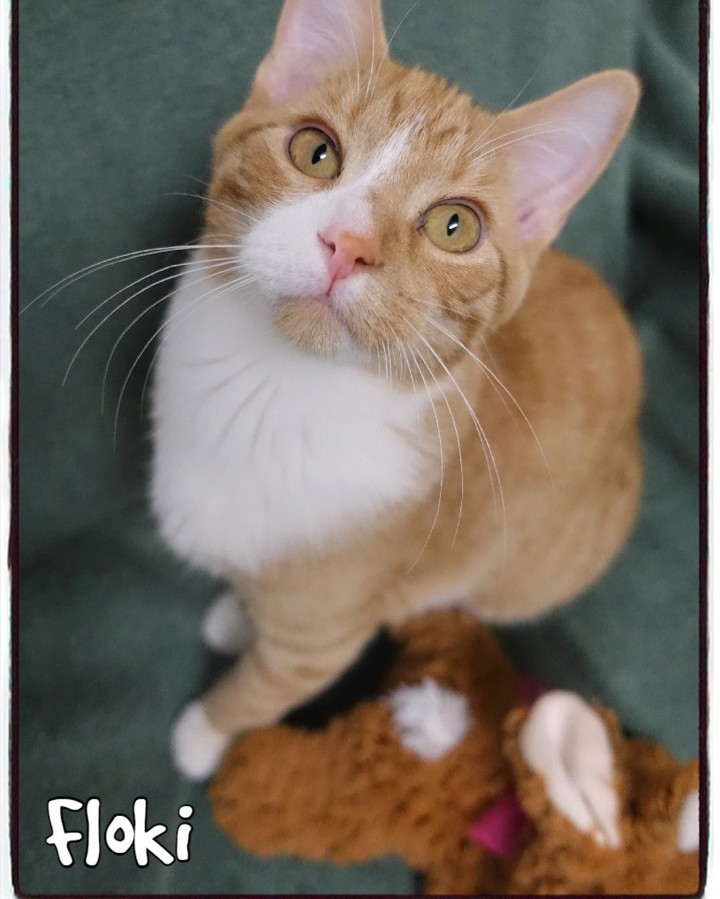 Floki may be the last of his family but that doesn't seem to bother him. This playful snuggly young man is always on the move with his friends and can't wait to find a home to call his own! Could that be with you? 

To learn more about Floki visit: http://www.portageanimalwelfaresociety.com/wordpress/?p=8850