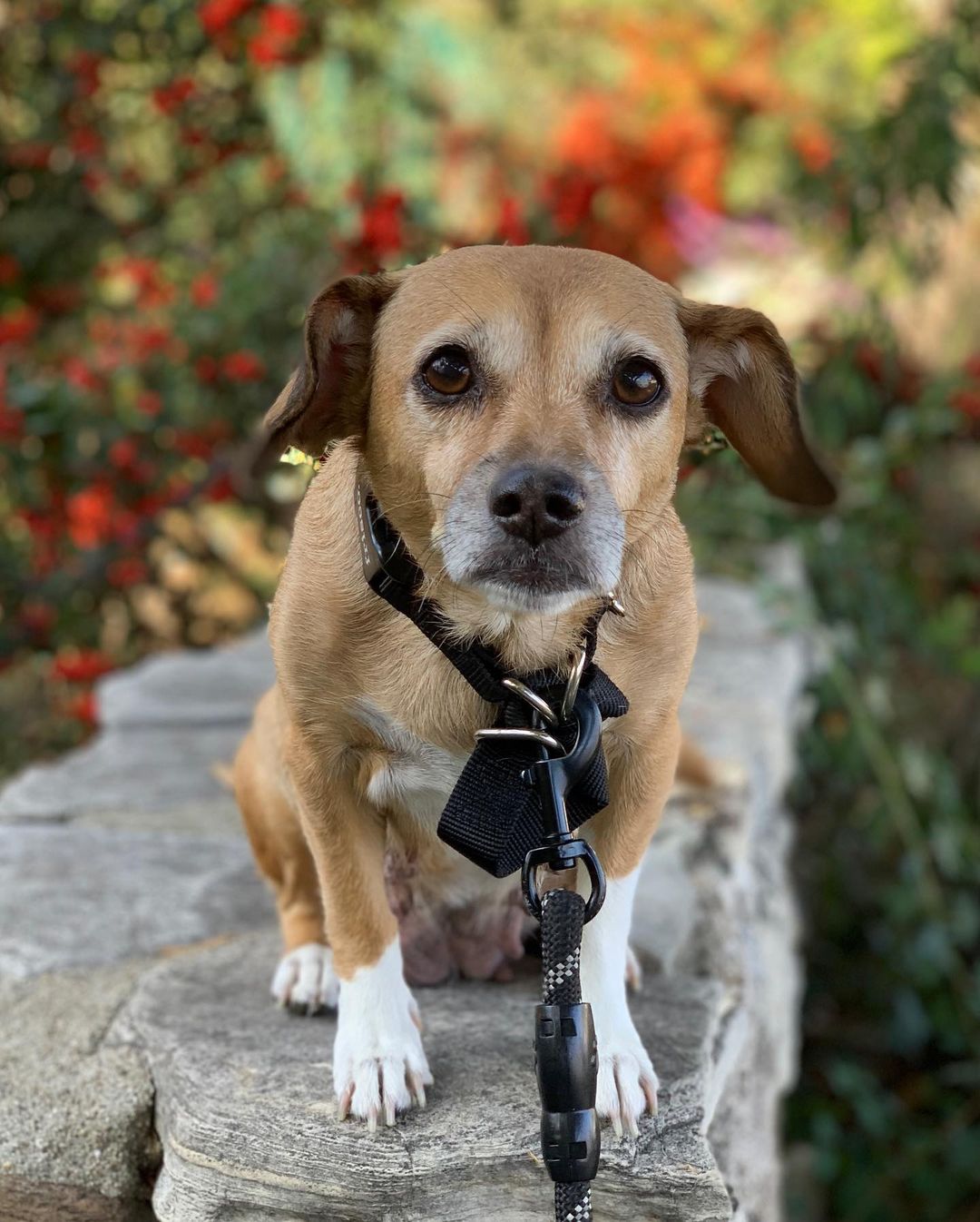 Our lovely mama Cora is available for adoption❣️ 
Now that all 5 of Cora’s pups are weaned and out of the house she’s ready to find her forever home too!  We took Cora just 1 day before she gave birth. She went from insecure and hiding under the couch to laying on top of the backrest so everyone can see her. 🐾🥰 

She is a calm and sweet soul. When she’s not basking in the rays of sun, she loves to lay close and snooze. 💤🐕

One look into those brown eyes and you’ll fall in love ♥️

 Her teeth, eyes and slightly greying snout tell us she’s probably around 7/8 years old. Cora is a petite girl at 16lbs and we’re thinking could be a mix of dachshund/beagle/corgi/chihuahua 😍