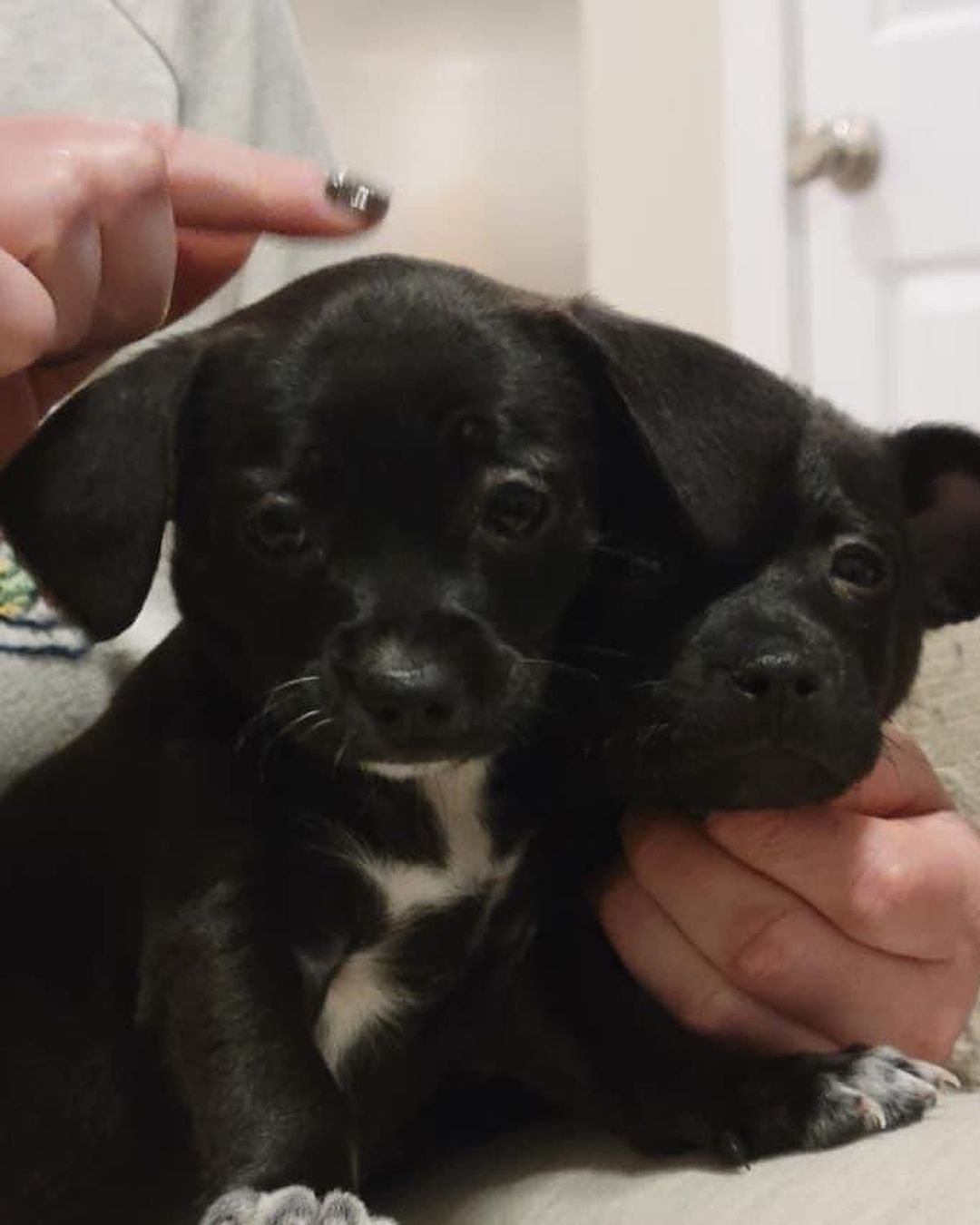 ⭐️ update: all puppies adopted ⭐️ Do I have a treat for you!? PUPPIES! 🐾 These teeny tiny puppies are 8 week old chihuahua mixes. There are 8 - 4 males and 4 females! Puppies are a project and will need lots of time, love, and care!
.
Due to their age we will only be adopting locally in the Charlotte area. Not all of them have made it to our website but all 8 are available for adoption. If you’re interested head to our website and fill out an application - reference the Chihuahua litter. ✨