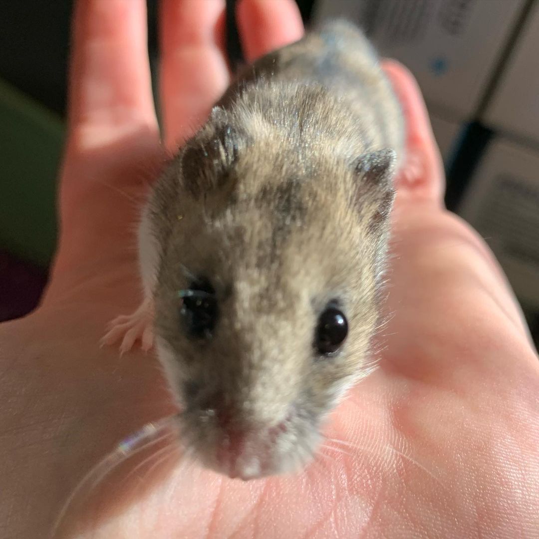 🎩🐹He’s So Fancy, You Already Know…🐹🎩

Introducing Mr. Christian Dior, the bougiest hamster you’ve ever met. This little guy is only six months old but he is incredibly gentle and enjoys being held. He also loves his luxury 🚘 Rolls-Royce 🚘of exercise balls — it takes him a few minutes to get int the groove, but once he is it’s full steam ahead! If you’ve ever wanted to add an easy-going, chill pet to your life, this is the boy for you!

Mr. Christian Dior comes with his luxury hand-crafted condo, his exercise ball, other assorted toys and bowls, and whatever food we have left over when you adopt him! 

💌: shelter@ochsms.org
☎️: 662-338-9093
🖥: www.ochsms.org/adopt

<a target='_blank' href='https://www.instagram.com/explore/tags/hampster/'>#hampster</a> <a target='_blank' href='https://www.instagram.com/explore/tags/hampstersofinstagram/'>#hampstersofinstagram</a> <a target='_blank' href='https://www.instagram.com/explore/tags/hampsteradoption/'>#hampsteradoption</a> <a target='_blank' href='https://www.instagram.com/explore/tags/ochs/'>#ochs</a> <a target='_blank' href='https://www.instagram.com/explore/tags/adoptdontshop/'>#adoptdontshop</a> <a target='_blank' href='https://www.instagram.com/explore/tags/animalrescue/'>#animalrescue</a> <a target='_blank' href='https://www.instagram.com/explore/tags/spayandneuter/'>#spayandneuter</a> <a target='_blank' href='https://www.instagram.com/explore/tags/adoptables/'>#adoptables</a> <a target='_blank' href='https://www.instagram.com/explore/tags/humanesociety/'>#humanesociety</a> <a target='_blank' href='https://www.instagram.com/explore/tags/animalwelfare/'>#animalwelfare</a> <a target='_blank' href='https://www.instagram.com/explore/tags/fosteringsaveslives/'>#fosteringsaveslives</a> <a target='_blank' href='https://www.instagram.com/explore/tags/whywerescue/'>#whywerescue</a> <a target='_blank' href='https://www.instagram.com/explore/tags/adoptezmoi/'>#adoptezmoi</a> <a target='_blank' href='https://www.instagram.com/explore/tags/adoptme/'>#adoptme</a> <a target='_blank' href='https://www.instagram.com/explore/tags/starkville/'>#starkville</a> <a target='_blank' href='https://www.instagram.com/explore/tags/starkvillems/'>#starkvillems</a> <a target='_blank' href='https://www.instagram.com/explore/tags/mspets/'>#mspets</a> <a target='_blank' href='https://www.instagram.com/explore/tags/petsofinstagram/'>#petsofinstagram</a> <a target='_blank' href='https://www.instagram.com/explore/tags/furreverhome/'>#furreverhome</a> <a target='_blank' href='https://www.instagram.com/explore/tags/rescuelove/'>#rescuelove</a>