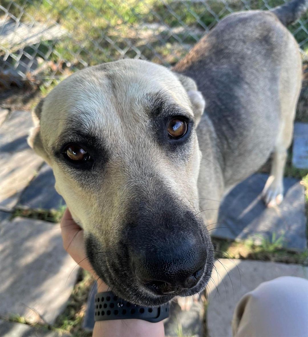 📣 🆘 🚨 OUR KENNELS ARE FULL AND PREGNANT GRACIE MUST GET OUT!! 🚨 🆘 📣

Gracie is VERY, VERY pregnant and about to pop. But so far, no rescue partner has had an available whelping foster step up.

This is a challenging time for RACS and we desperately need people who are willing to open their homes to medium-large shelter dogs.

Gracie should not have to give birth to and nurse a family in a loud kennel environment. Please help us help her.

⚠️ AGAIN, we are out of kennel space! ⚠️

📲 Browse our adoptables:
https://bit.ly/bergshelterpets

📩 Foster: https://buff.ly/3d71HpY
📩 Adopt: https://buff.ly/38X4Bul

💛 Rosenberg Animal Shelter
1207 Blume Road⠀
Rosenberg, Texas 77471
⌚️ 11AM - 6PM M-F, 11AM - 4PM Sat
832-595-3490 (Main Line)
832-449-8624 (Text ONLY Line)
📨 MHARTSELL@ROSENBERGTX.GOV