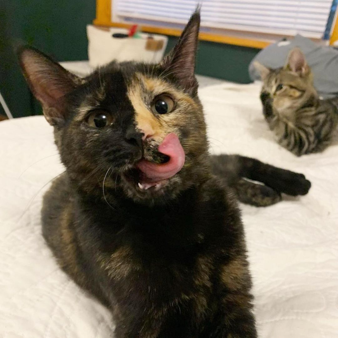 🐟🍟Fish and Chips are extremely photogenic sisters! Chips is the split face tortie and Fish is the tabby with the heart pattern on her side! Do you see it? Apply to adopt these cuties today!
.
.
.
<a target='_blank' href='https://www.instagram.com/explore/tags/splitfacecat/'>#splitfacecat</a> <a target='_blank' href='https://www.instagram.com/explore/tags/splitfacetortie/'>#splitfacetortie</a> <a target='_blank' href='https://www.instagram.com/explore/tags/tortiesofinstagram/'>#tortiesofinstagram</a> <a target='_blank' href='https://www.instagram.com/explore/tags/tortie/'>#tortie</a> <a target='_blank' href='https://www.instagram.com/explore/tags/catswiththeirtonguesout/'>#catswiththeirtonguesout</a> <a target='_blank' href='https://www.instagram.com/explore/tags/cutekittens/'>#cutekittens</a> <a target='_blank' href='https://www.instagram.com/explore/tags/kitten/'>#kitten</a> <a target='_blank' href='https://www.instagram.com/explore/tags/fosterkittens/'>#fosterkittens</a> <a target='_blank' href='https://www.instagram.com/explore/tags/fosteringsaveslives/'>#fosteringsaveslives</a> <a target='_blank' href='https://www.instagram.com/explore/tags/adoptdontshop/'>#adoptdontshop</a> <a target='_blank' href='https://www.instagram.com/explore/tags/catsofinstagram/'>#catsofinstagram</a> <a target='_blank' href='https://www.instagram.com/explore/tags/catsofcolumbus/'>#catsofcolumbus</a>