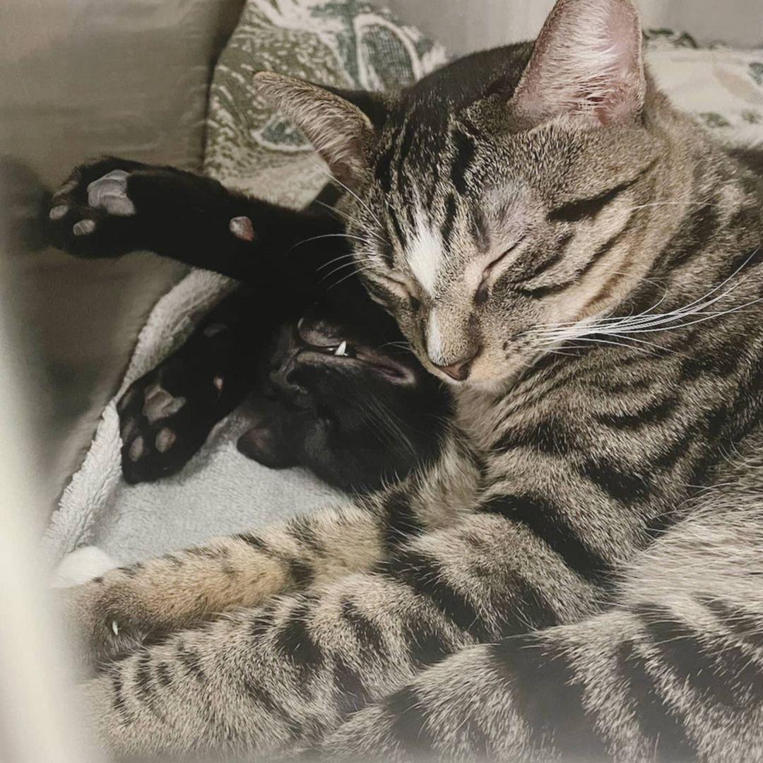 These sweet kitten brothers named Spookypants & Goblin have been waiting since August for their forever  home. They love to cuddle and instantly purr when you meet them. <a target='_blank' href='https://www.instagram.com/explore/tags/CreatingPAWsitiveImpact/'>#CreatingPAWsitiveImpact</a> <a target='_blank' href='https://www.instagram.com/explore/tags/Adopt/'>#Adopt</a>