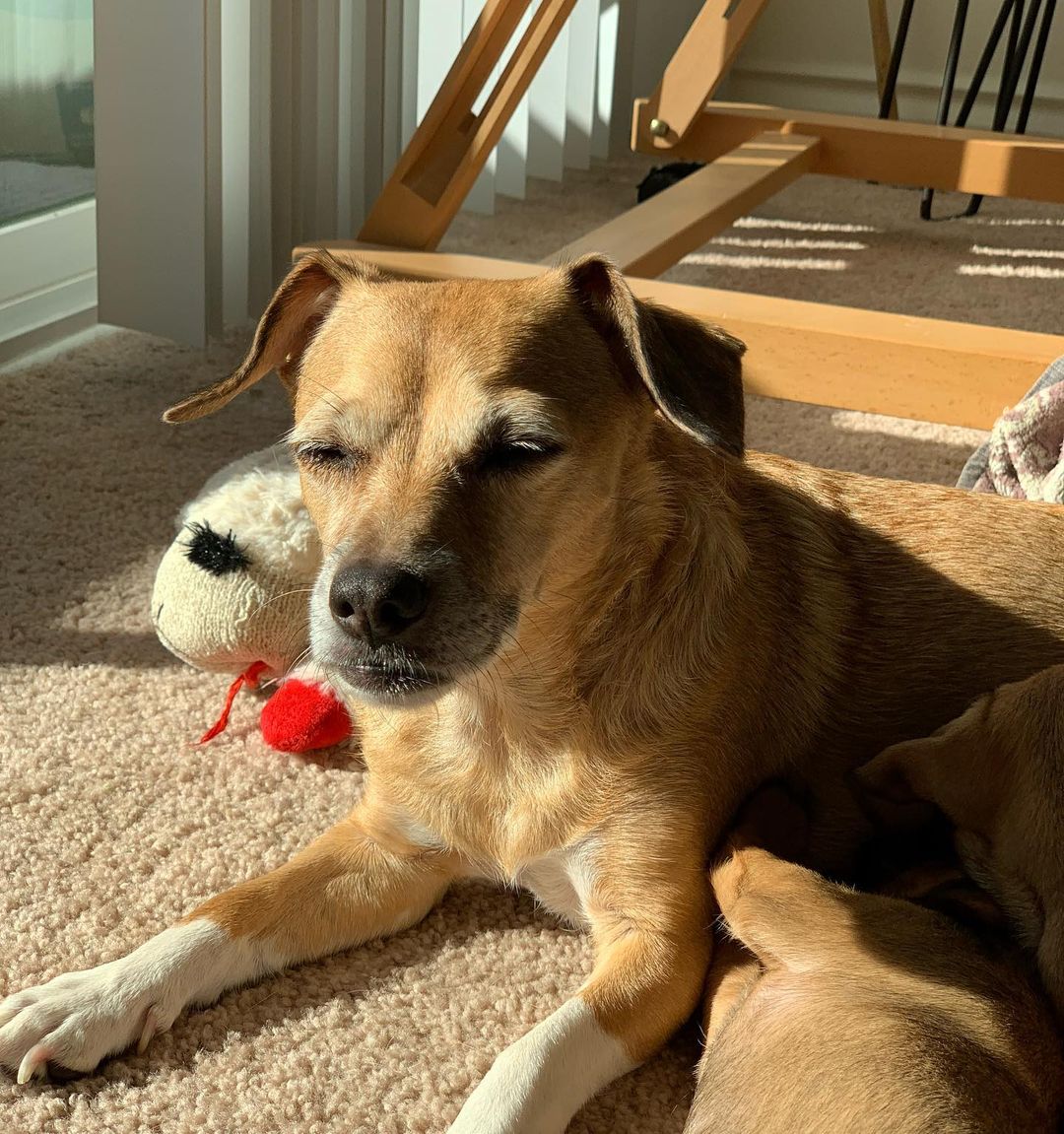 Our lovely mama Cora is available for adoption❣️ 
Now that all 5 of Cora’s pups are weaned and out of the house she’s ready to find her forever home too!  We took Cora just 1 day before she gave birth. She went from insecure and hiding under the couch to laying on top of the backrest so everyone can see her. 🐾🥰 

She is a calm and sweet soul. When she’s not basking in the rays of sun, she loves to lay close and snooze. 💤🐕

One look into those brown eyes and you’ll fall in love ♥️

 Her teeth, eyes and slightly greying snout tell us she’s probably around 7/8 years old. Cora is a petite girl at 16lbs and we’re thinking could be a mix of dachshund/beagle/corgi/chihuahua 😍