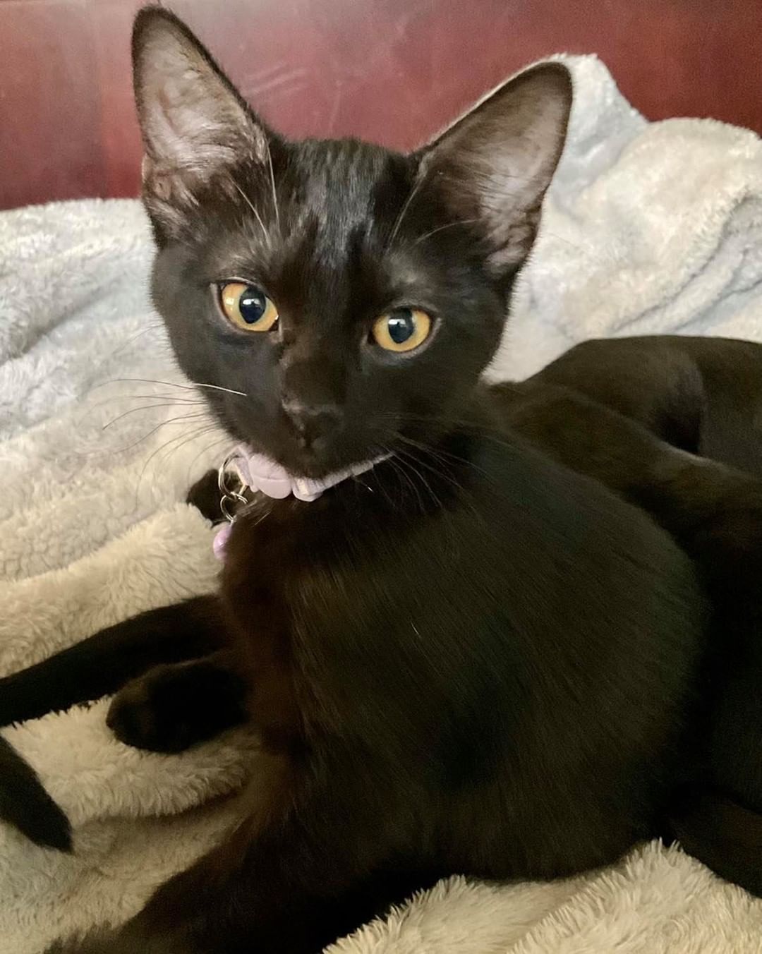 Our fifth black kitty for November is Palmer! She loves to play and chase toys almost as much as she loves pouncing on her siblings! She is a very loving, sweet girl who is super social. Palmer is about 4 months old, spayed, FIV/FELV negative and up to date on vaccines. To put in an application click on the link below.

https://www.sbanimalrescue.org/adopt