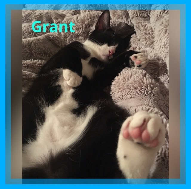 *FOSTER KITTEN, RETURNING TO SHELTER 11/4*
6-month-old Grant has thrived in a loving home for about 6 weeks now. He is READY for his forever home and will be returning to WVHS on Thursday, November 4th. Grant (officially named “Granite”) has grown from a scared kitten who would shy away from being pet into a happy, well-socialized kitten who loves sleeping on his foster mom’s bed for hours. He is silky soft and he loves to cuddle and be pet for as long as someone is willing! He has such a joyful heart and his purrs can be heard from across the room. He has grown into a playful, brave little man and he is ready for the next chapter of his life to begin. Please share to help this wonderful sweetheart find his forever home where he can love and be loved for the rest of his life. 

TO START THE ADOPTION PROCESS: 
Please print an adoption application at wvhumane.org/forms-and-downloads and return to us at warwickhumane@yahoo.com or by fax
845-987-8995