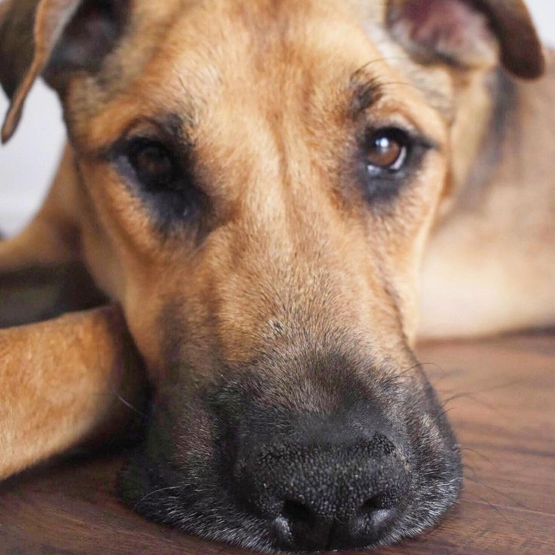 Halloween Vibes brought to y’all by sweet angel boy, Rocky.

We literally cannot believe this love bug is still looking for his forever human/s.

For any of our new followers, Rocky was saved from the streets of Mexico and is approximately 5 years old.

He is an Ehrlichiosis survivor which is a bacterial disease caused by ticks. 

He has chronic distemper myoclonus, causing constant contractions of the jaw leading to gum recession and bone loss. 

@realgoodrescue has exhausted all medical options with multiple vets and specialists. Unfortunately, Rocky is medically not able to undergo anesthesia for oral surgery.

Despite all of this, Rocky is an incredibly happy boy. 

Looking for a long term foster (@realgoodrescue covers all costs) or a forever home for this boy to let him sunbathe and receive all the love that he deserves.

Please share to help Rocky find his human/s.

If you/ someone you know would like to open your home to this sweet boy, please DM @terahgisolo or @realgoodrescue or email terah@realgood.dog 

Thank you in advance for spreading the good word to help this sweet boy in need.

Thank you to @breeking29 and @thecrateescape_ca for providing a temporary foster home for Rocky.

<a target='_blank' href='https://www.instagram.com/explore/tags/RealGoodRescue/'>#RealGoodRescue</a> <a target='_blank' href='https://www.instagram.com/explore/tags/RealGoodGang/'>#RealGoodGang</a> <a target='_blank' href='https://www.instagram.com/explore/tags/HappyHalloween/'>#HappyHalloween</a>