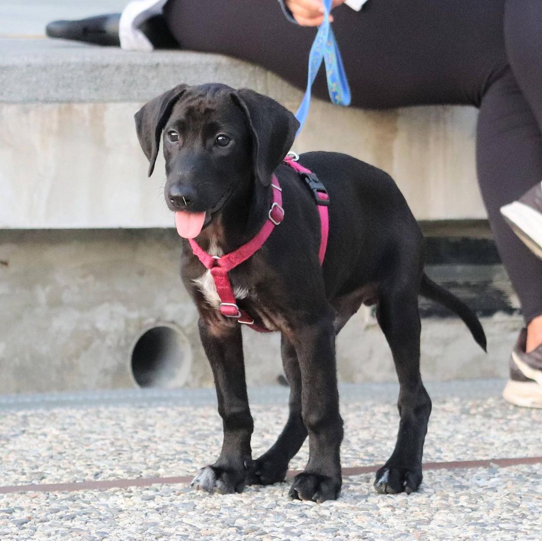 *******. 🏡 ADOPTED! *******

Meet Jinbo! (<a target='_blank' href='https://www.instagram.com/explore/tags/adoptable/'>#adoptable</a> in NY)
.
Quick Facts:
~4 months old
Male
23 lbs
Weimaraner-FMD Mix
✔️Good with other dogs
✔️Good with people and kids
✔️Good with cats
✔️Good in cars
✔️Housebroken
✔️Vaccinated and neutered 
✔️Microchipped
.
Jinbo was a stray puppy in Taiwan, wondering about a cement factory with his stray mama dog, Lady, and his two brothers. Lady and the puppies were in poor condition and malnourished in the life of a stray. Luckily, our Taiwan rescue partners took them in and placed them in loving foster homes. 
.
Jinbo is smart, affectionate, obedient, and loyal. He learns very quickly and adjusts to new environments easily. He is good with strangers, kids, dogs, and even cats. Jinbo is potty and crate trained. He looks forward to his daily walks and playtime at the park with other dogs! 
.
If Jinbo sounds like the right pup for you, apply at 👉🏻 harasf.org/application
.
<a target='_blank' href='https://www.instagram.com/explore/tags/rescue/'>#rescue</a> <a target='_blank' href='https://www.instagram.com/explore/tags/rescuedog/'>#rescuedog</a> <a target='_blank' href='https://www.instagram.com/explore/tags/adoptme/'>#adoptme</a> <a target='_blank' href='https://www.instagram.com/explore/tags/adoptable/'>#adoptable</a> <a target='_blank' href='https://www.instagram.com/explore/tags/adopt/'>#adopt</a> <a target='_blank' href='https://www.instagram.com/explore/tags/adoptabledog/'>#adoptabledog</a> <a target='_blank' href='https://www.instagram.com/explore/tags/newyork/'>#newyork</a> <a target='_blank' href='https://www.instagram.com/explore/tags/nyc/'>#nyc</a> <a target='_blank' href='https://www.instagram.com/explore/tags/adoptabledogsinnyc/'>#adoptabledogsinnyc</a> <a target='_blank' href='https://www.instagram.com/explore/tags/FMD/'>#FMD</a> <a target='_blank' href='https://www.instagram.com/explore/tags/taiwandog/'>#taiwandog</a> <a target='_blank' href='https://www.instagram.com/explore/tags/formosanmountaindog/'>#formosanmountaindog</a> <a target='_blank' href='https://www.instagram.com/explore/tags/weimaraner/'>#weimaraner</a>