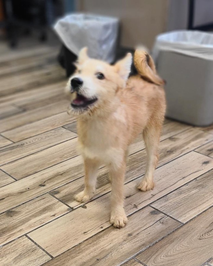 How cute is Xander!! This 4 month old puppy came in as a stray and no one claimed him. He’s a wire haired terrier mix and is sweet and lovable as can be! If you would like to make an appointment to meet this cute face please fill out an application at 
https://www.hshcky.org/adoptio-application