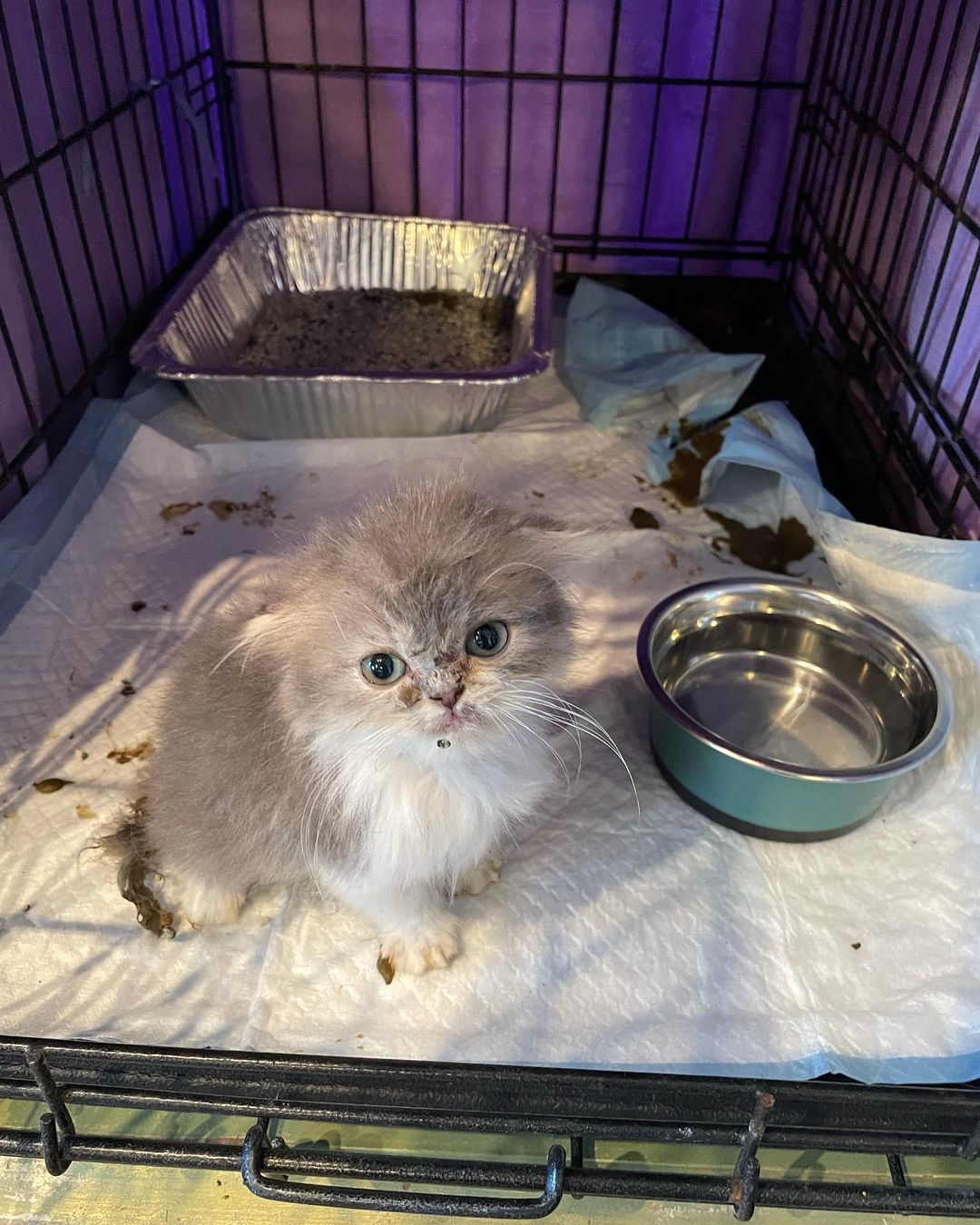 When you’re dealing with a severely impacted kitten its exciting to wake up and find them and their crate completely covered in poop. Some of it even made it into the litterbox 😂 Unfortunately there’s still more in there and he’s quite bloated so it’s back to the vet for the day (after a bath and blowdry of course).