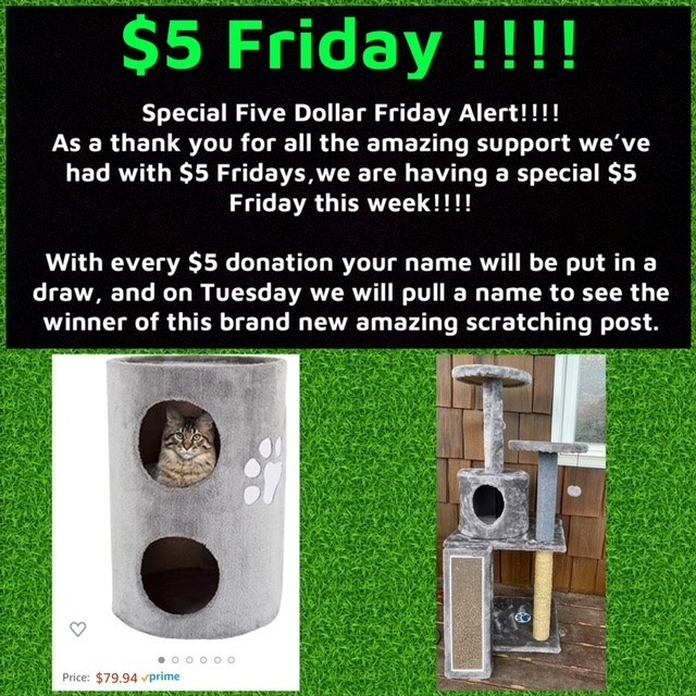 💥Special Five Dollar Friday Alert!!!!💥

As a thank you for all the amazing support we’ve had with $5 Fridays, we are having a special one this week!!!!

With every $5 donation, your name will be put in a draw. On Tuesday we will pull a name to win the brand new scratch post in the photos. 

Thank you so much to the amazing woman who brought in the scratching post, many other donations, and money from a garage sale she hosted where all proceeds went to the animals at Outrun Rescue. 

With some of the funds raised on this five dollar Friday we are hoping to be able to purchase some of the scratching posts that we use in our program. The scratching posts fit in the jumbo dog crates perfectly and enrich the life of the kittens and cats in our care immensely. It gives them a place to hide and a place to play. 

For the price of a coffee, you can help us help the many awesome animals in our care!! 

$5 Fridays help bring much-needed funds into the rescue to help with the animals many bills including vet and pet food. We cannot thank our amazing community enough for their continued generous support. 

Donations can be e-transferred to info@outrunrescue.com

<a target='_blank' href='https://www.instagram.com/explore/tags/outrunrescue/'>#outrunrescue</a> <a target='_blank' href='https://www.instagram.com/explore/tags/outrunanimalrehabilitationcenter/'>#outrunanimalrehabilitationcenter</a> <a target='_blank' href='https://www.instagram.com/explore/tags/adoptdontshop/'>#adoptdontshop</a> <a target='_blank' href='https://www.instagram.com/explore/tags/simcoecounty/'>#simcoecounty</a> <a target='_blank' href='https://www.instagram.com/explore/tags/fivedollarfriday/'>#fivedollarfriday</a> <a target='_blank' href='https://www.instagram.com/explore/tags/tgif/'>#tgif</a> <a target='_blank' href='https://www.instagram.com/explore/tags/donatetoday/'>#donatetoday</a> <a target='_blank' href='https://www.instagram.com/explore/tags/animalrescue/'>#animalrescue</a>