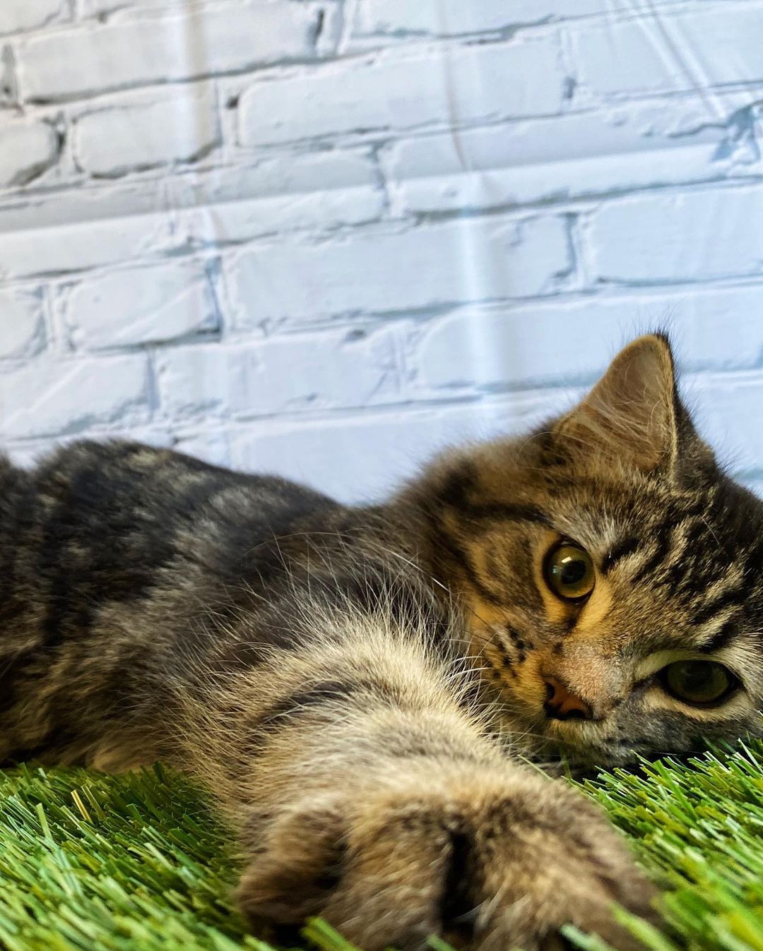 Any friends fans out there… in need of a friend? 😏 

Meet JOEY! 🤪 ADOPTED 💚

This little 1.5yr old sweetheart is the funniest and cuddliest guy around! You just won’t believe how soft he is!  He was the biggest fan of the fake grass for his photoshoot, we had to show some of the outtakes. With so many distractions for him to play with, we even got distracted just watching this little cutie! Joey is ready to fill someone’s home with laughter time and time again. Come on in and meet this charmer! 😹