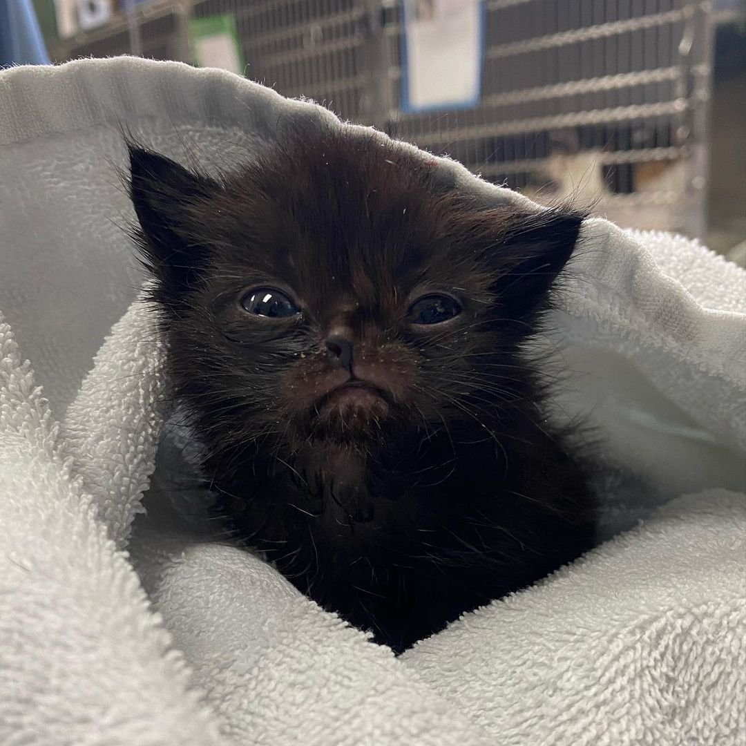 At first glance, the shelter thought this tiny little 5 oz kitten was just 2 weeks old. But a closer exam showed he was actually weeks older than he appeared, and his extremely small size was likely due to having a lack of food & nutrition all his life. We named this little guy Niko, and he’s less than half the size of his two littermates. On top of that, he has a cleft palate resulting in a missing nostril and his unusual bat-like appearance. 

Right now he and his siblings are getting 24/7 care and monitoring, fluids, and special food, and we’re happy to say they’re doing great! All three are back on track to grow into healthy little kittens, and it’s all thanks to your support. 

You can help Niko and other kittens like him with some special holiday gifts we’re selling this year! Shop our Holiday Gift Guide to find symbolic sponsorships for our programs in greatest need, such as Hope for Tiny Families which provides life-saving foster supplies for situations like this. Your recipient will get a card and certificate explaining the impact their gift has made ❤️ 

Get a head start on holiday shopping and help save animal lives at spcawake.org/giftguide 

<a target='_blank' href='https://www.instagram.com/explore/tags/spcawake/'>#spcawake</a> <a target='_blank' href='https://www.instagram.com/explore/tags/fosteringsaveslives/'>#fosteringsaveslives</a> <a target='_blank' href='https://www.instagram.com/explore/tags/holidaygiftguide/'>#holidaygiftguide</a> <a target='_blank' href='https://www.instagram.com/explore/tags/rescuekitten/'>#rescuekitten</a> <a target='_blank' href='https://www.instagram.com/explore/tags/cleftpalatekitten/'>#cleftpalatekitten</a> <a target='_blank' href='https://www.instagram.com/explore/tags/animalrescue/'>#animalrescue</a> <a target='_blank' href='https://www.instagram.com/explore/tags/animalshelter/'>#animalshelter</a> <a target='_blank' href='https://www.instagram.com/explore/tags/rescuecatsrock/'>#rescuecatsrock</a> <a target='_blank' href='https://www.instagram.com/explore/tags/adoptashelterpet/'>#adoptashelterpet</a> <a target='_blank' href='https://www.instagram.com/explore/tags/wakecounty/'>#wakecounty</a> <a target='_blank' href='https://www.instagram.com/explore/tags/raleigh/'>#raleigh</a> <a target='_blank' href='https://www.instagram.com/explore/tags/spca/'>#spca</a> <a target='_blank' href='https://www.instagram.com/explore/tags/catrescue/'>#catrescue</a>