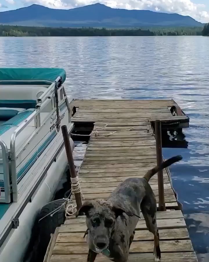 Zues loves the water. He is in Plattsburgh NY and on our adopt floor. Check out his petfinder page https://www.petfinder.com/dog/zues-jj-new-york-51047910/mt/roundup/janeens-catahoula-leopard-dog-rescue-inc-mt59/