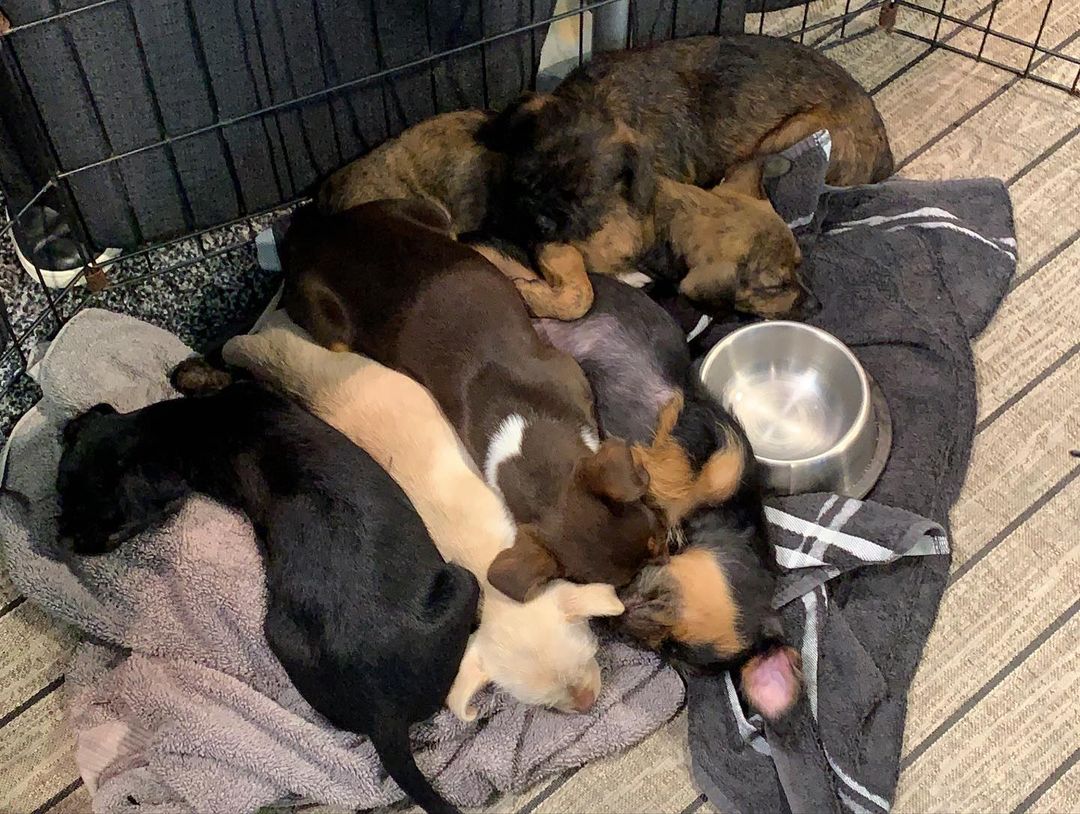 The Oz puppies & Mama Dorothy were absolutely spoiled with love and cuddles the past few days at our Pet A Puppy Booth 💕Thank you so much to @ifaiexpo for having us! A big shoutout to Twitchell Technical Products for the pet-safe flooring, @trinovahome for the pet stain remover spray, and @hcahealthcare for sending volunteers for all three days of this event! We all had a great time (especially the puppies) 🐶 <a target='_blank' href='https://www.instagram.com/explore/tags/IFAIExpo/'>#IFAIExpo</a> <a target='_blank' href='https://www.instagram.com/explore/tags/trinovajunkie/'>#trinovajunkie</a> <a target='_blank' href='https://www.instagram.com/explore/tags/trinovapets/'>#trinovapets</a>