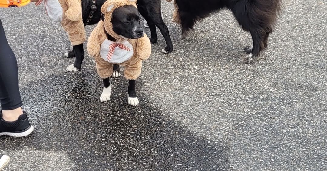 Some pics from our first annual pet parade and costume contest on Halloween. Professional ones to come!