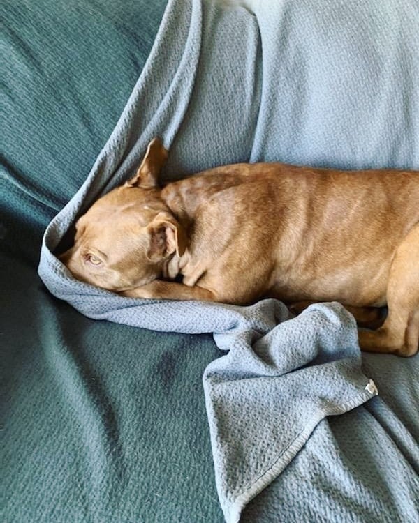 Zoey would like to announce that she's available for adoption! 📣

She's a toy-lover, a real sweetheart, and she's looking to find her forever family (literally, she's packed herself into suitcase and everything 🧳🤣).

Zoey initially came to SacRDR as a medical case due to what was suspected to be a torn ligament in her leg. It appears that this may be an old injury, and with medical management and time her limp has all but disappeared most days. She does have a surgery consult coming up later this month to determine whether surgery will be a necessity, but in the meantime she would love to get the ball rolling on finding her forever home.

If you're interested in chatting further about whether Zoey may be the right fit for your life, visit www.sacrdr.org/adopt to complete an Adoption Application - she would love to meet you! 💙
<a target='_blank' href='https://www.instagram.com/explore/tags/SacRDRZoey/'>#SacRDRZoey</a>