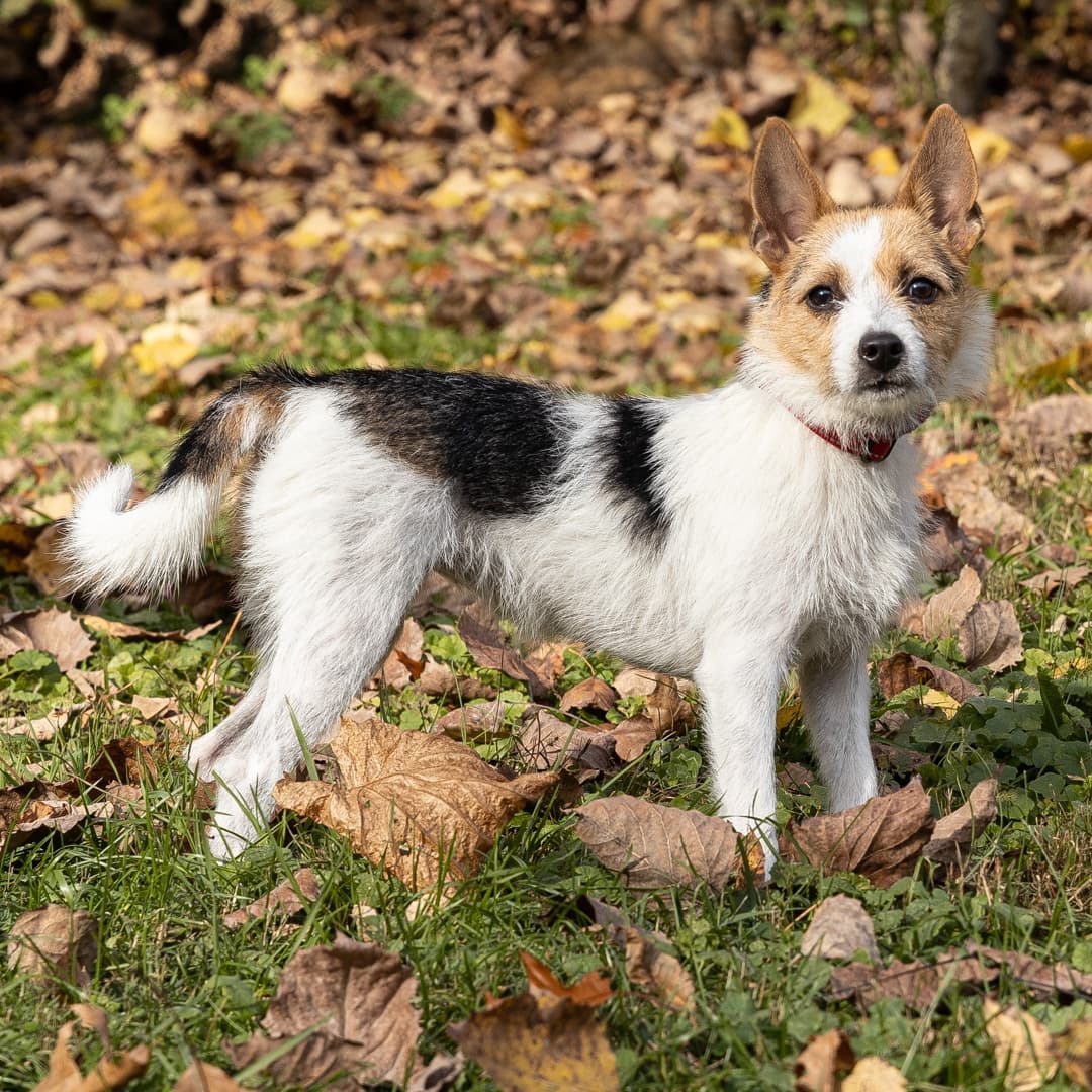 Meet Kaina, a 7-month-old female Jack Russell Terrier who was relinquished through no fault of her own. Sweet girl loves everybody she meets. Imagine awakening to that beautiful face every morning. She is going to make some  lucky family very happy.
__________________________
<a target='_blank' href='https://www.instagram.com/explore/tags/jackrussell/'>#jackrussell</a>  <a target='_blank' href='https://www.instagram.com/explore/tags/jackrussellterrier/'>#jackrussellterrier</a> <a target='_blank' href='https://www.instagram.com/explore/tags/adoptmeplease/'>#adoptmeplease</a>  <a target='_blank' href='https://www.instagram.com/explore/tags/jackrussellsofinstagram/'>#jackrussellsofinstagram</a>