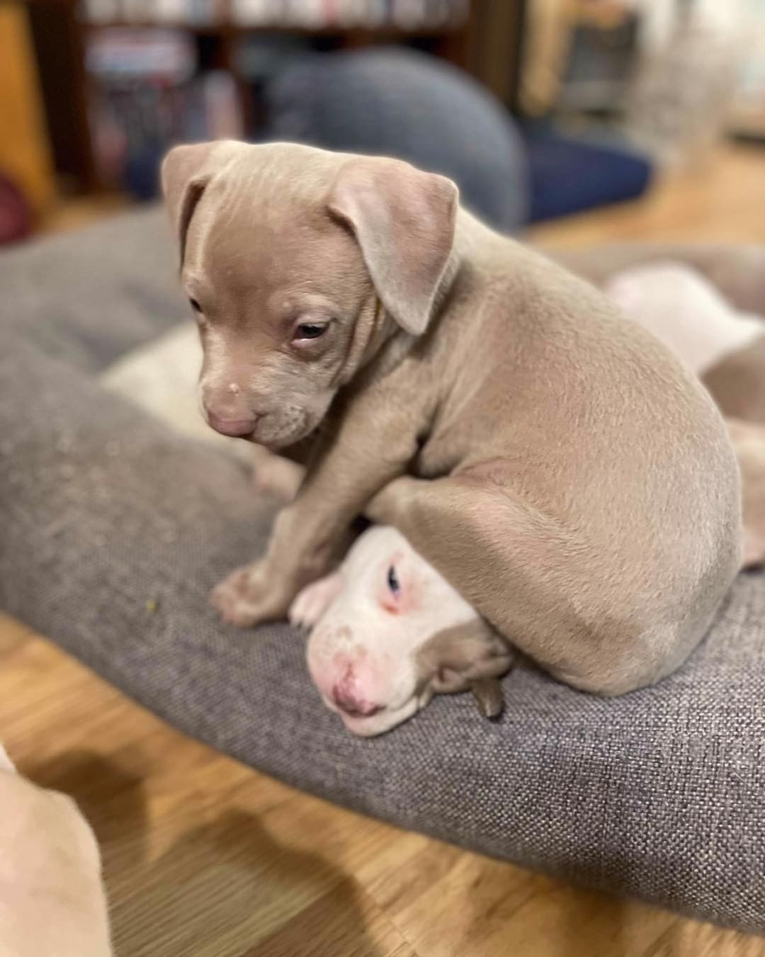 🍳 👩‍🍳 🎂 BAKER’S DOZEN 🧁 👨‍🍳🍮

Baker 👩‍🍳 and Chef’s👨‍🍳 babies are ready for adoption! 

🍰 These beautiful pitty puppies were born August 29th. 

🍬 They are a very energetic bunch who love wrestling with each other and chasing tennis balls. 🎾 

All pups have been spayed/neutered, microchipped and given first vaccines.