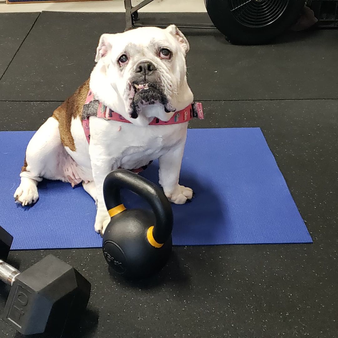 But...round IS a shape. 
<a target='_blank' href='https://www.instagram.com/explore/tags/bulldogsofig/'>#bulldogsofig</a> <a target='_blank' href='https://www.instagram.com/explore/tags/dogsinthegym/'>#dogsinthegym</a> <a target='_blank' href='https://www.instagram.com/explore/tags/iworkout/'>#iworkout</a> <a target='_blank' href='https://www.instagram.com/explore/tags/englishbulldog/'>#englishbulldog</a> <a target='_blank' href='https://www.instagram.com/explore/tags/kgwdogoftheday/'>#kgwdogoftheday</a> <a target='_blank' href='https://www.instagram.com/explore/tags/bulldogsofinstagram/'>#bulldogsofinstagram</a>