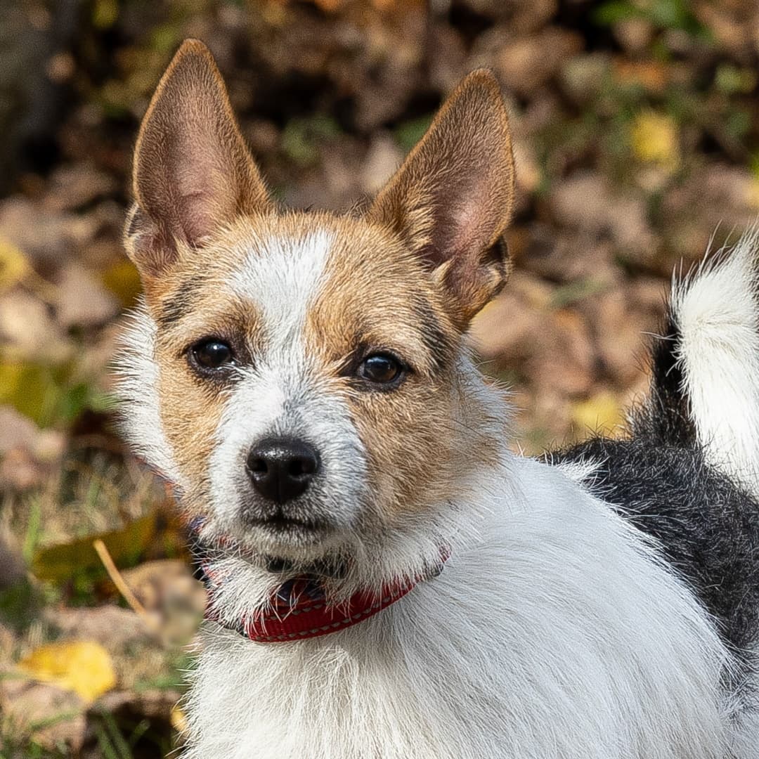 Meet Kaina, a 7-month-old female Jack Russell Terrier who was relinquished through no fault of her own. Sweet girl loves everybody she meets. Imagine awakening to that beautiful face every morning. She is going to make some  lucky family very happy.
__________________________
<a target='_blank' href='https://www.instagram.com/explore/tags/jackrussell/'>#jackrussell</a>  <a target='_blank' href='https://www.instagram.com/explore/tags/jackrussellterrier/'>#jackrussellterrier</a> <a target='_blank' href='https://www.instagram.com/explore/tags/adoptmeplease/'>#adoptmeplease</a>  <a target='_blank' href='https://www.instagram.com/explore/tags/jackrussellsofinstagram/'>#jackrussellsofinstagram</a>