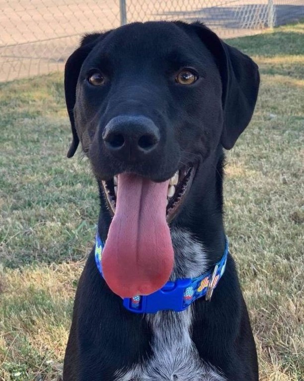 👅Tongue out Tuesday alert!! And boy do we have the sweetest boy to introduce!! 😍 Drake is a young Catahoula/Lab mix that we rescued from the Greenville Animal Shelter. Like every other dog, we have rescued from there he is the best! He LOVES kids and is so sweet with his new foster human sibling, even giving her sweet doggy kisses. He is a super smart boy and eager to please and will make a great family dog. Please reach out if that family is you! <a target='_blank' href='https://www.instagram.com/explore/tags/LAPdog/'>#LAPdog</a> <a target='_blank' href='https://www.instagram.com/explore/tags/ToungueOutTuesday/'>#ToungueOutTuesday</a> <a target='_blank' href='https://www.instagram.com/explore/tags/SweetBoy/'>#SweetBoy</a> <a target='_blank' href='https://www.instagram.com/explore/tags/AdoptDrake/'>#AdoptDrake</a> <a target='_blank' href='https://www.instagram.com/explore/tags/FamilyDog/'>#FamilyDog</a> <a target='_blank' href='https://www.instagram.com/explore/tags/PerfectPuppy/'>#PerfectPuppy</a> 

Adopt this sweet boy here! 👇
https://www.laprescue.org/adoption-app-.html