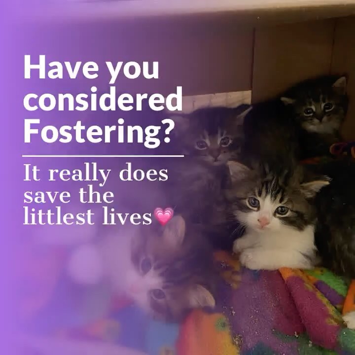 Have you considered opening your home and your heart to a family in need?
We are always looking for foster homes in the GTA, Caledon, KW area. 
If you are interested, please email hello@compassionforpaws.ca
Thanks!🐾💗