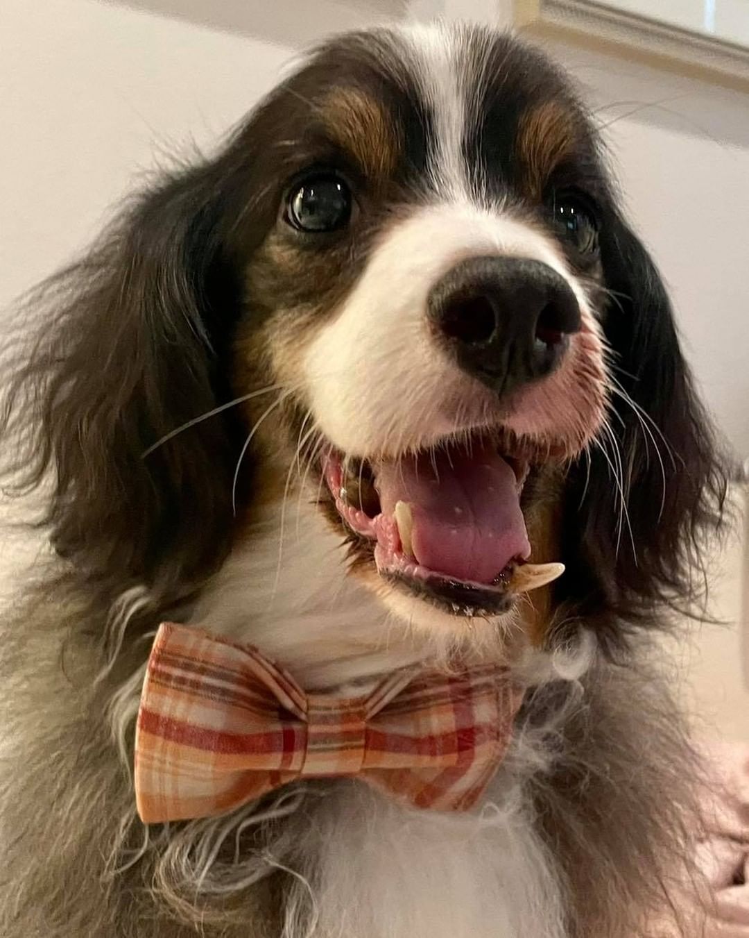 Happy Friday from Grandpa Woodrow! 

Woodrow went to the vet yesterday and, on top of his heart murmur and awful teeth, x-rays showed left atrial enlargement and a partially collapsed trachea. This definitely was not the news we were hoping for, but we’re committed to doing everything we can to ensure Woodrow has the best quality of life possible. 

We are trying to get him to Colorado as quickly as possible, so he can meet with our trusted team of vets and specialists. If transport doesn’t happen as quick as we’re hoping, he will start seeing specialists in California so we don’t waste any time. We are hopeful with medication, and a dental (if the cardiologist approves 🤞🏻) we can get him living the remainder of his days in comfort. 

As for now, we’re so thankful for his foster Abby who is giving this boy some of his best days - which include daily walks, couch snuggles, and hand feeding him when necessary to make sure he eats. 

As we promised, his invoice from his first appointment is in the comments. If you pledged to his care, or just want to help this sweet Grandpa, your donation would be so appreciated and will be so needed. 

www.GoldenGrowls.org/donate 

* we’re locked out of your Instagram account, so can only post to Instagram from facebook. We can not log in to see messages. *