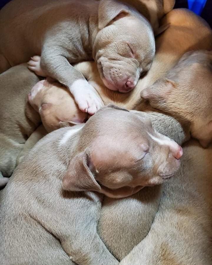 🍳 👩‍🍳 🎂 BAKER’S DOZEN 🧁 👨‍🍳🍮

Baker 👩‍🍳 and Chef’s👨‍🍳 babies are ready for adoption! 

🍰 These beautiful pitty puppies were born August 29th. 

🍬 They are a very energetic bunch who love wrestling with each other and chasing tennis balls. 🎾 

All pups have been spayed/neutered, microchipped and given first vaccines.