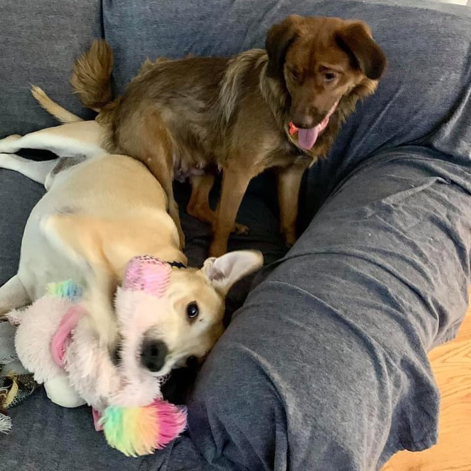 Good morning from Christina and Skittles!!! The love they have for each other is so much fun to watch!! Please consider adding not 1 dog but 2 into your family !! 
.
.
.

<a target='_blank' href='https://www.instagram.com/explore/tags/adoptabledogsofnj/'>#adoptabledogsofnj</a> <a target='_blank' href='https://www.instagram.com/explore/tags/fureverhome/'>#fureverhome</a> <a target='_blank' href='https://www.instagram.com/explore/tags/morriscountynj/'>#morriscountynj</a> <a target='_blank' href='https://www.instagram.com/explore/tags/fosterdogsofinstagram/'>#fosterdogsofinstagram</a> <a target='_blank' href='https://www.instagram.com/explore/tags/rescuedogsofinstagram/'>#rescuedogsofinstagram</a> <a target='_blank' href='https://www.instagram.com/explore/tags/rescuedogsofnj/'>#rescuedogsofnj</a> <a target='_blank' href='https://www.instagram.com/explore/tags/dogsofnj/'>#dogsofnj</a> <a target='_blank' href='https://www.instagram.com/explore/tags/adoptdontshop/'>#adoptdontshop</a> <a target='_blank' href='https://www.instagram.com/explore/tags/adopt/'>#adopt</a> <a target='_blank' href='https://www.instagram.com/explore/tags/savethemall/'>#savethemall</a> <a target='_blank' href='https://www.instagram.com/explore/tags/newjerseydogs/'>#newjerseydogs</a> <a target='_blank' href='https://www.instagram.com/explore/tags/adoptionrocks/'>#adoptionrocks</a> <a target='_blank' href='https://www.instagram.com/explore/tags/instarescue/'>#instarescue</a> <a target='_blank' href='https://www.instagram.com/explore/tags/instaadopt/'>#instaadopt</a> <a target='_blank' href='https://www.instagram.com/explore/tags/fosterfamily/'>#fosterfamily</a> <a target='_blank' href='https://www.instagram.com/explore/tags/rescueismyfavoritebreed/'>#rescueismyfavoritebreed</a> <a target='_blank' href='https://www.instagram.com/explore/tags/newlife/'>#newlife</a> <a target='_blank' href='https://www.instagram.com/explore/tags/allbreedswithallneeds/'>#allbreedswithallneeds</a> <a target='_blank' href='https://www.instagram.com/explore/tags/njshpetrescue/'>#njshpetrescue</a> <a target='_blank' href='https://www.instagram.com/explore/tags/fosteringsaveslives/'>#fosteringsaveslives</a> <a target='_blank' href='https://www.instagram.com/explore/tags/adoptme/'>#adoptme</a>