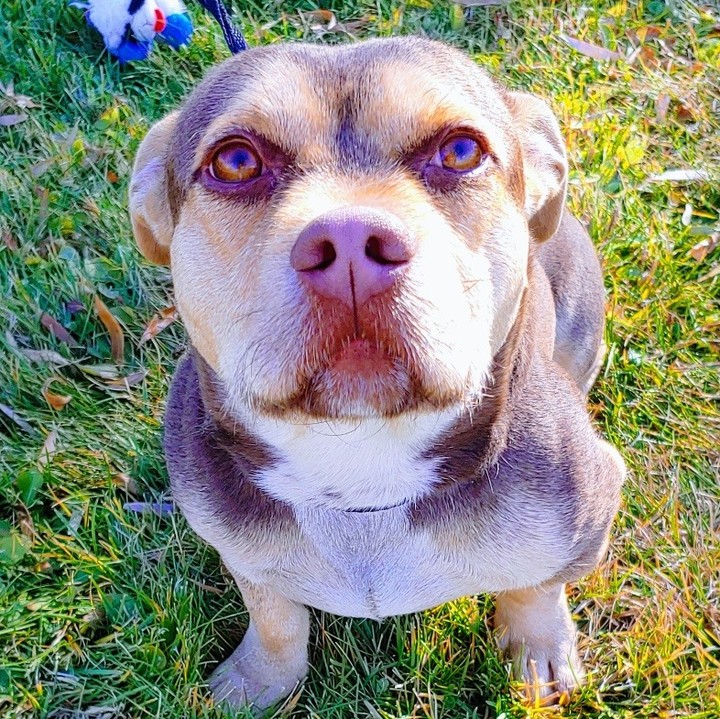 Meet Meatloaf! Boy, is he one handsome guy, weighing in at around 30lbs on some very short little legs, this low rider has it all. Meatloaf tries to play it cool. He pretends that he is to adult to play with his dog buddies but secretly plays with them when he thinks no one is watching. Meatloaf is a gentle, loving, & easy going boy who loves everyone he meets. 

This handsome boy, is a weird mix of something short, something wide, and something with wiry hair. He is about 4 years old and is ready to go home! <a target='_blank' href='https://www.instagram.com/explore/tags/adopt/'>#adopt</a> <a target='_blank' href='https://www.instagram.com/explore/tags/shortdog/'>#shortdog</a> <a target='_blank' href='https://www.instagram.com/explore/tags/shortie/'>#shortie</a> <a target='_blank' href='https://www.instagram.com/explore/tags/lowrider/'>#lowrider</a> <a target='_blank' href='https://www.instagram.com/explore/tags/adoptme/'>#adoptme</a> <a target='_blank' href='https://www.instagram.com/explore/tags/naawa/'>#naawa</a> <a target='_blank' href='https://www.instagram.com/explore/tags/trinidadco/'>#trinidadco</a>