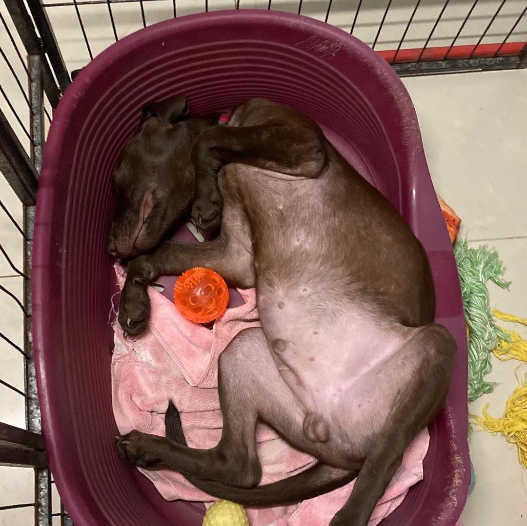 *******. 🏡 ADOPTED! *******

Meet Jumbo! (<a target='_blank' href='https://www.instagram.com/explore/tags/adoptable/'>#adoptable</a> in NY)
.
Quick Facts:
~4 months old
Male
27 lbs
Weimaraner-FMD Mix
✔️Good with other dogs
✔️Good with people and kids
✔️Good with cats
✔️Good in cars
✔️Housebroken
✔️Vaccinated and neutered 
✔️Microchipped
.
Jumbo was a stray puppy in Taiwan, wondering about a cement factory with his stray mama dog, Lady, and his two brothers. Lady and the puppies were in poor condition and malnourished in the life of a stray. Luckily, our Taiwan rescue partners took them in and placed them in loving foster homes. 
.
Jumbo is a smart, calm, and sweet puppy. He learns very quickly and adjusts to new environments easily. Jumbo is good with strangers, kids, dogs, and even cats. Jumbo is potty and crate trained. His favorite pass time is hanging out with other dogs at the park! 
.
If Jumbo sounds like the right pup for you, apply at 👉🏻 harasf.org/application
.
<a target='_blank' href='https://www.instagram.com/explore/tags/rescue/'>#rescue</a> <a target='_blank' href='https://www.instagram.com/explore/tags/rescuedog/'>#rescuedog</a> <a target='_blank' href='https://www.instagram.com/explore/tags/adoptme/'>#adoptme</a> <a target='_blank' href='https://www.instagram.com/explore/tags/adoptable/'>#adoptable</a> <a target='_blank' href='https://www.instagram.com/explore/tags/adopt/'>#adopt</a> <a target='_blank' href='https://www.instagram.com/explore/tags/adoptabledog/'>#adoptabledog</a> <a target='_blank' href='https://www.instagram.com/explore/tags/newyork/'>#newyork</a> <a target='_blank' href='https://www.instagram.com/explore/tags/nyc/'>#nyc</a> <a target='_blank' href='https://www.instagram.com/explore/tags/adoptabledogsinnyc/'>#adoptabledogsinnyc</a> <a target='_blank' href='https://www.instagram.com/explore/tags/FMD/'>#FMD</a> <a target='_blank' href='https://www.instagram.com/explore/tags/taiwandog/'>#taiwandog</a> <a target='_blank' href='https://www.instagram.com/explore/tags/formosanmountaindog/'>#formosanmountaindog</a> <a target='_blank' href='https://www.instagram.com/explore/tags/weimaraner/'>#weimaraner</a>